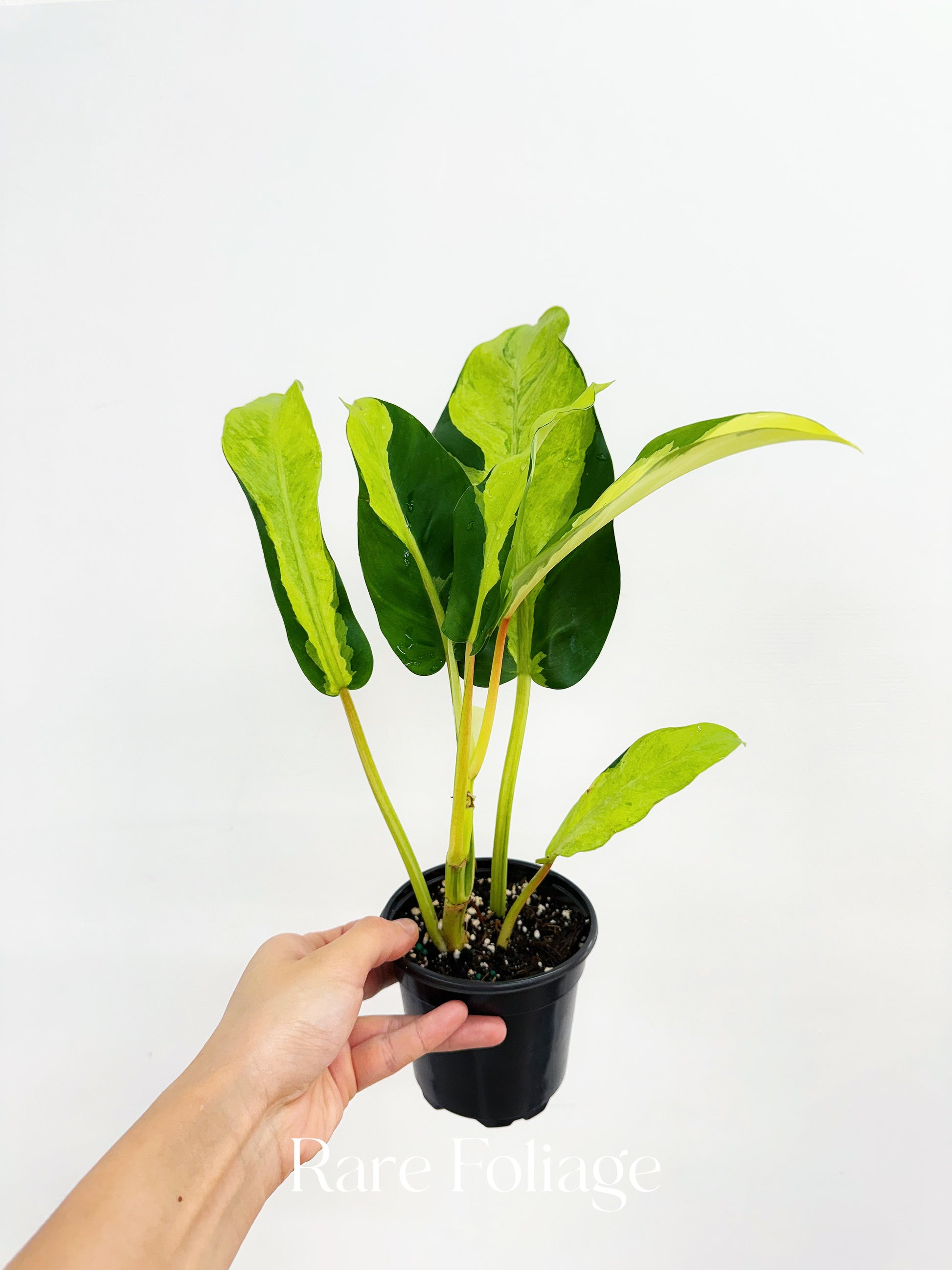 thai sunset philodendron Philodendron Thai Sunrise 4” – Rare Foliage Plant Co