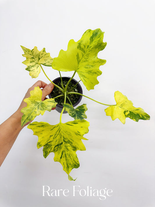Philodendron Thaumatophyllum Aurea Splash Variegated 4” Exact Plant