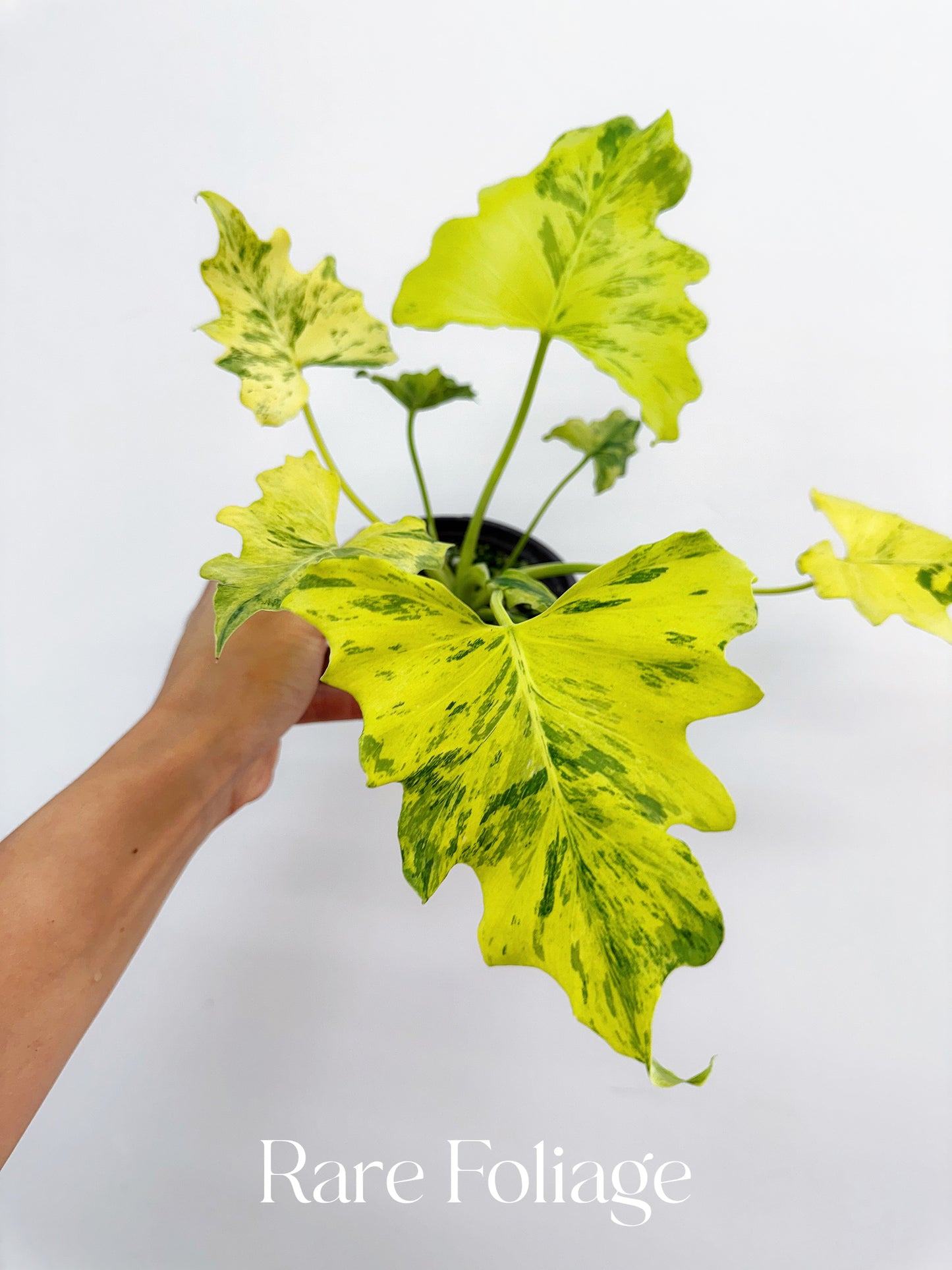 philodendron bipinnatifidum aurea Philodendron Thaumatophyllum Aurea Splash Variegated 4” Exact Plant – Rare Foliage Plant Co
