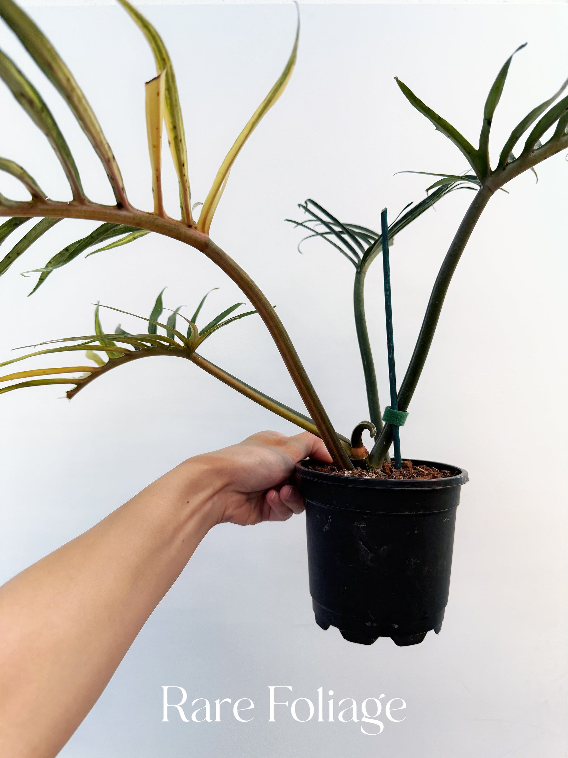 Philodendron Tortum Variegated 5” Exact Plant – Rare Foliage Plant Co