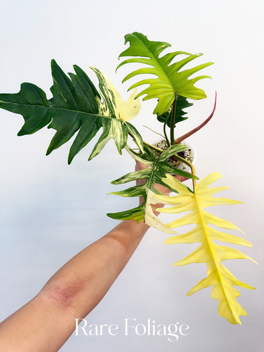 Philodendron Florida Beauty x Tortum 4” Exact Plant