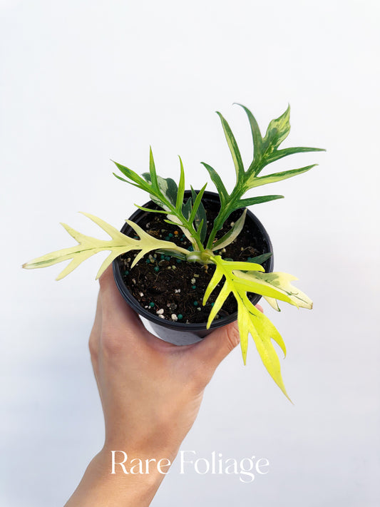 Philodendron Tortum Variegated 4” Exact Plant