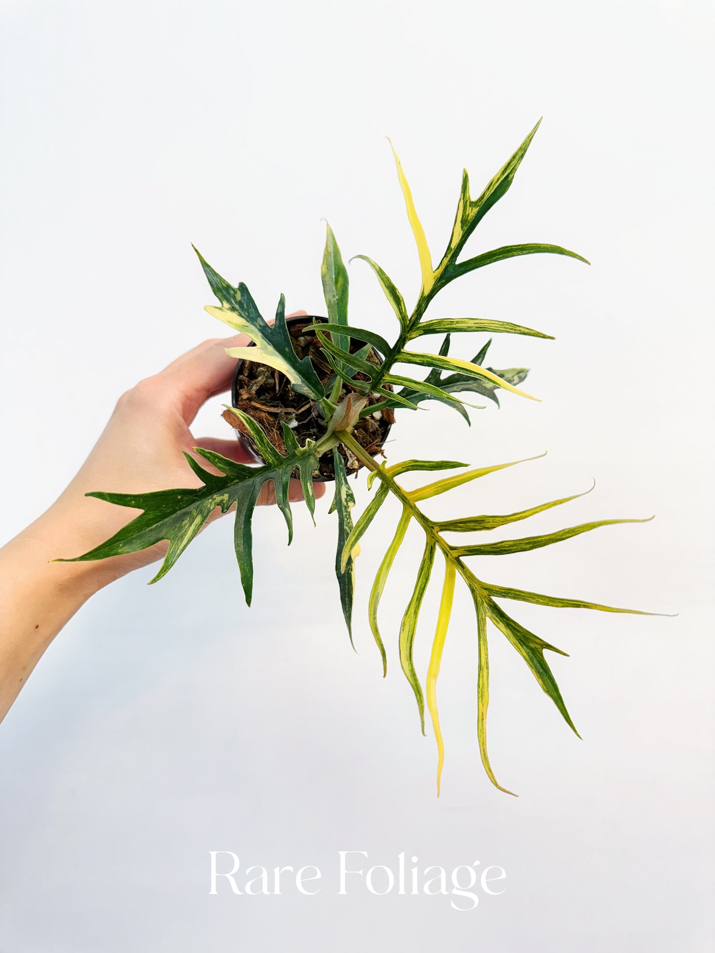Philodendron Tortum Variegated 3” Exact Plant