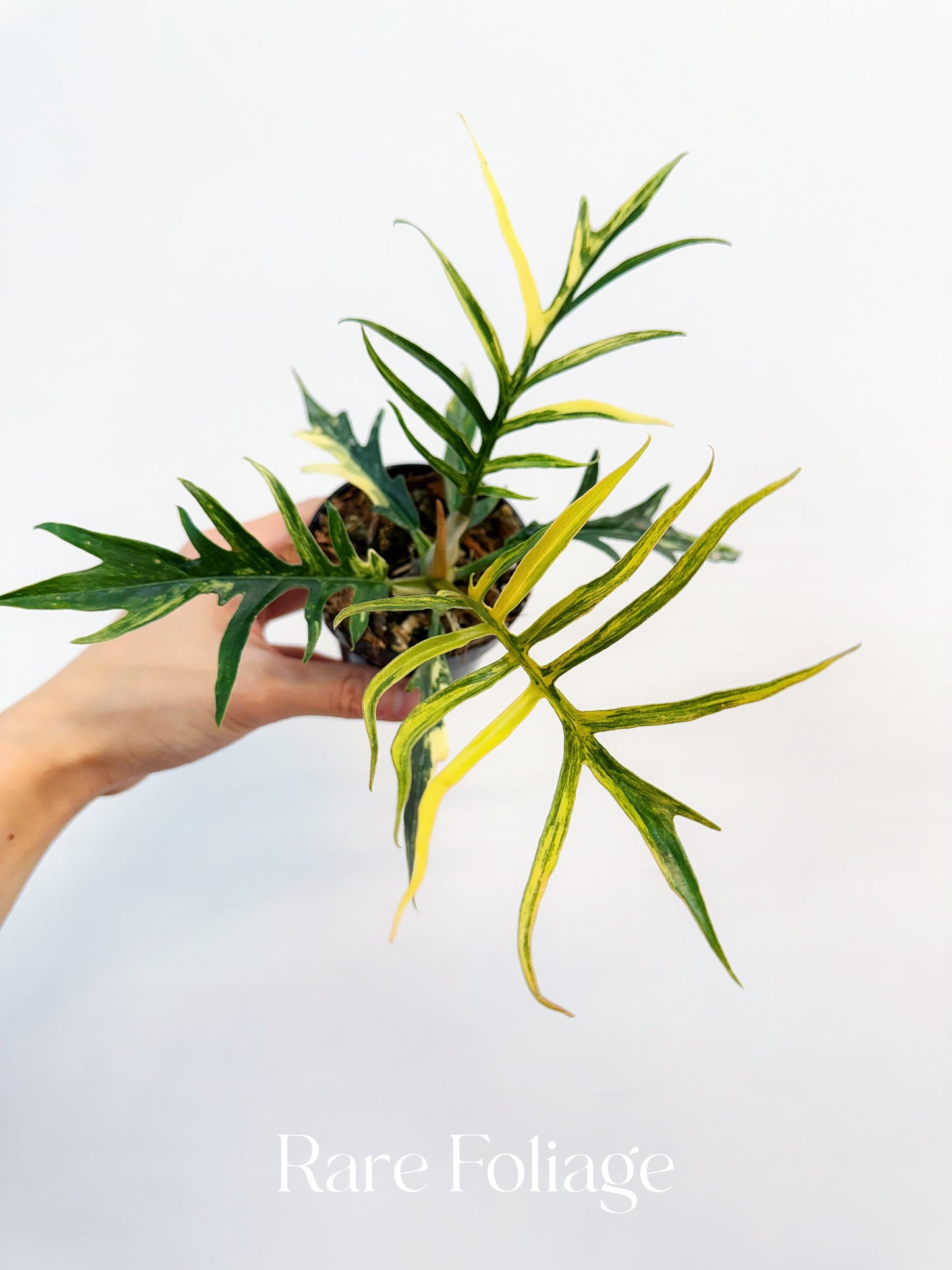 Philodendron Tortum Variegated 3” Exact Plant