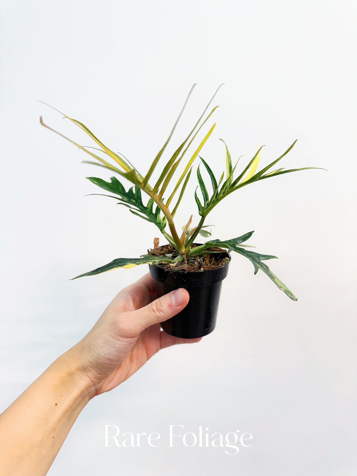 Philodendron Tortum Variegated 3” Exact Plant