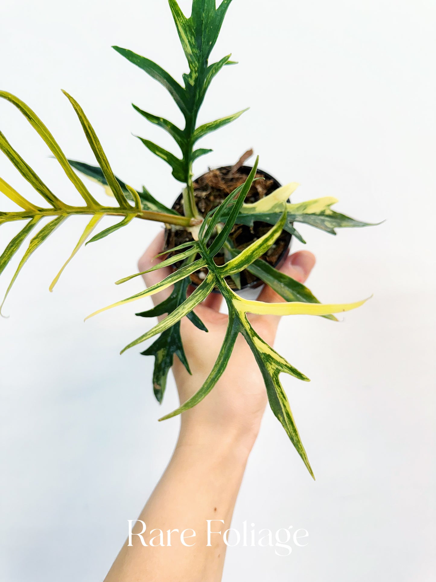 Philodendron Tortum Variegated 3” Exact Plant
