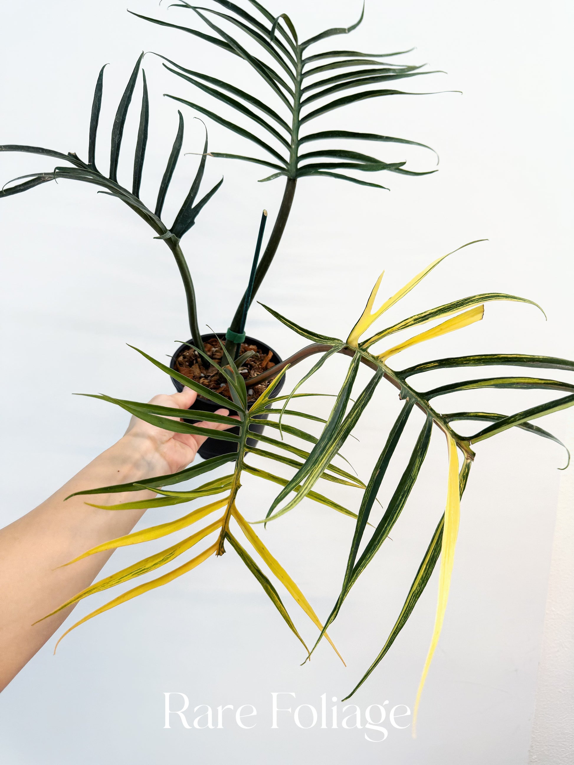 philodendron tortum variegated Philodendron Tortum Variegated 5” Exact Plant