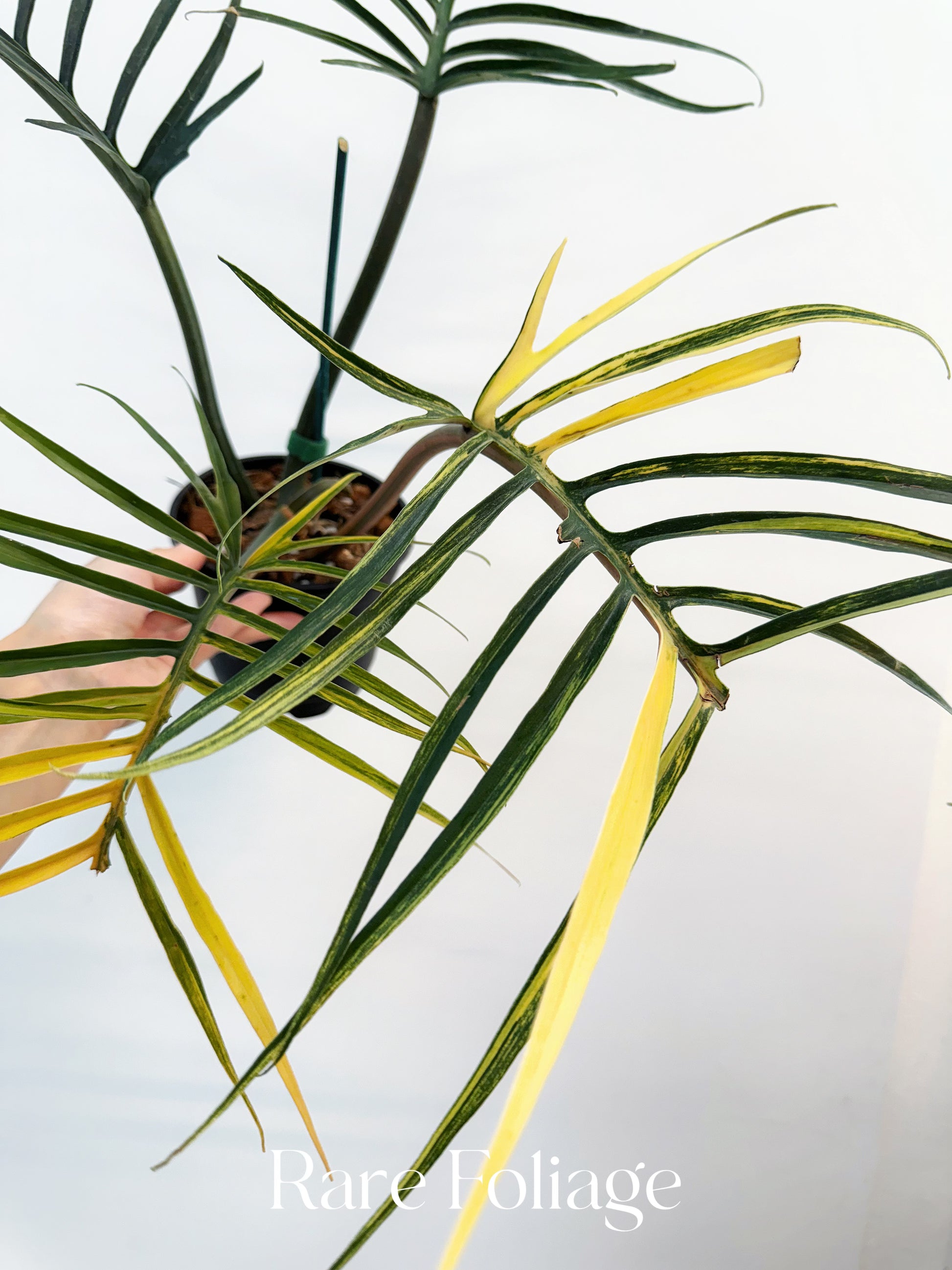 philodendron elegans vs tortum Philodendron Tortum Variegated 5” Exact Plant