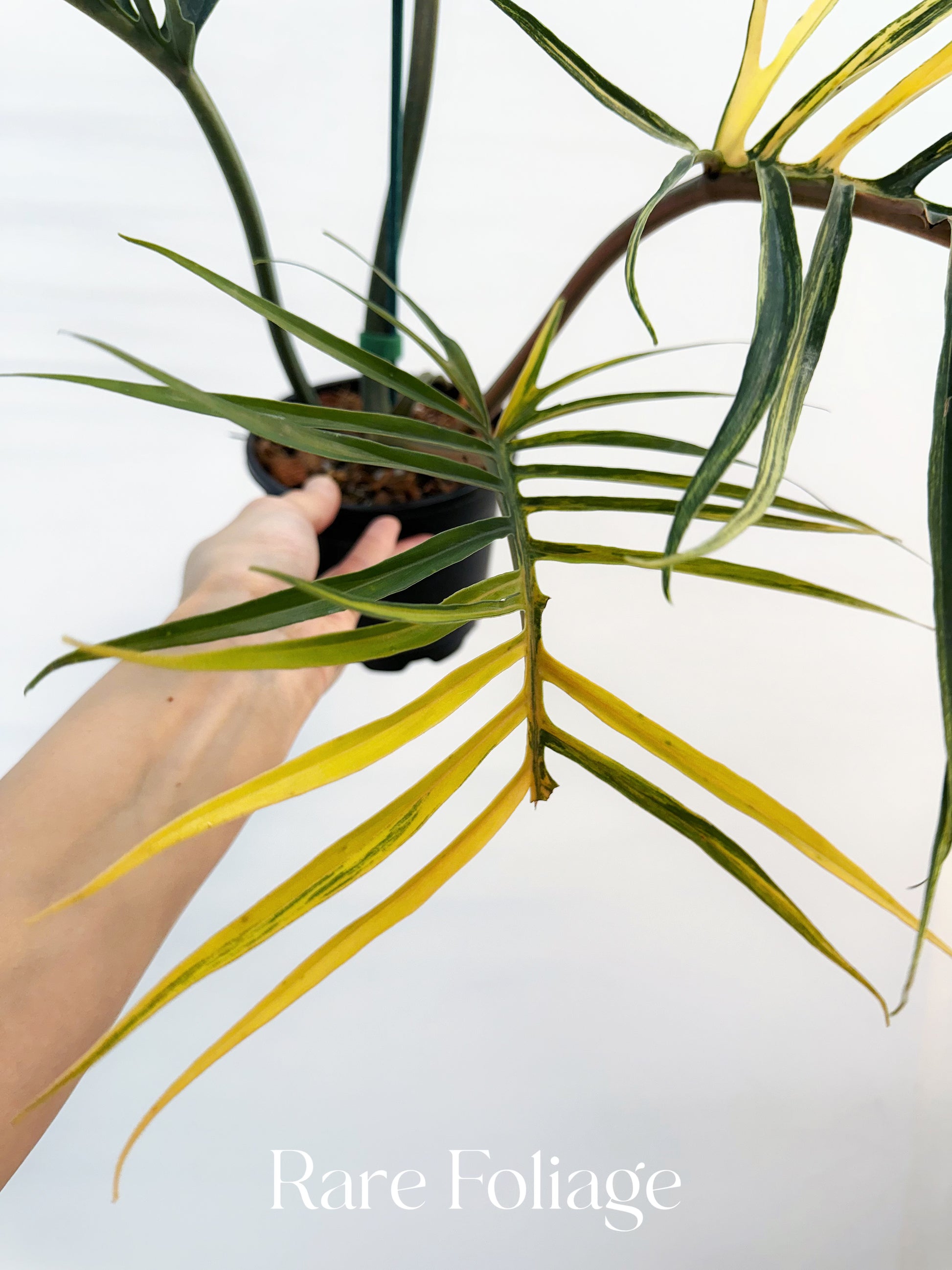 tortum philodendron Philodendron Tortum Variegated 5” Exact Plant – Rare Foliage Plant Co