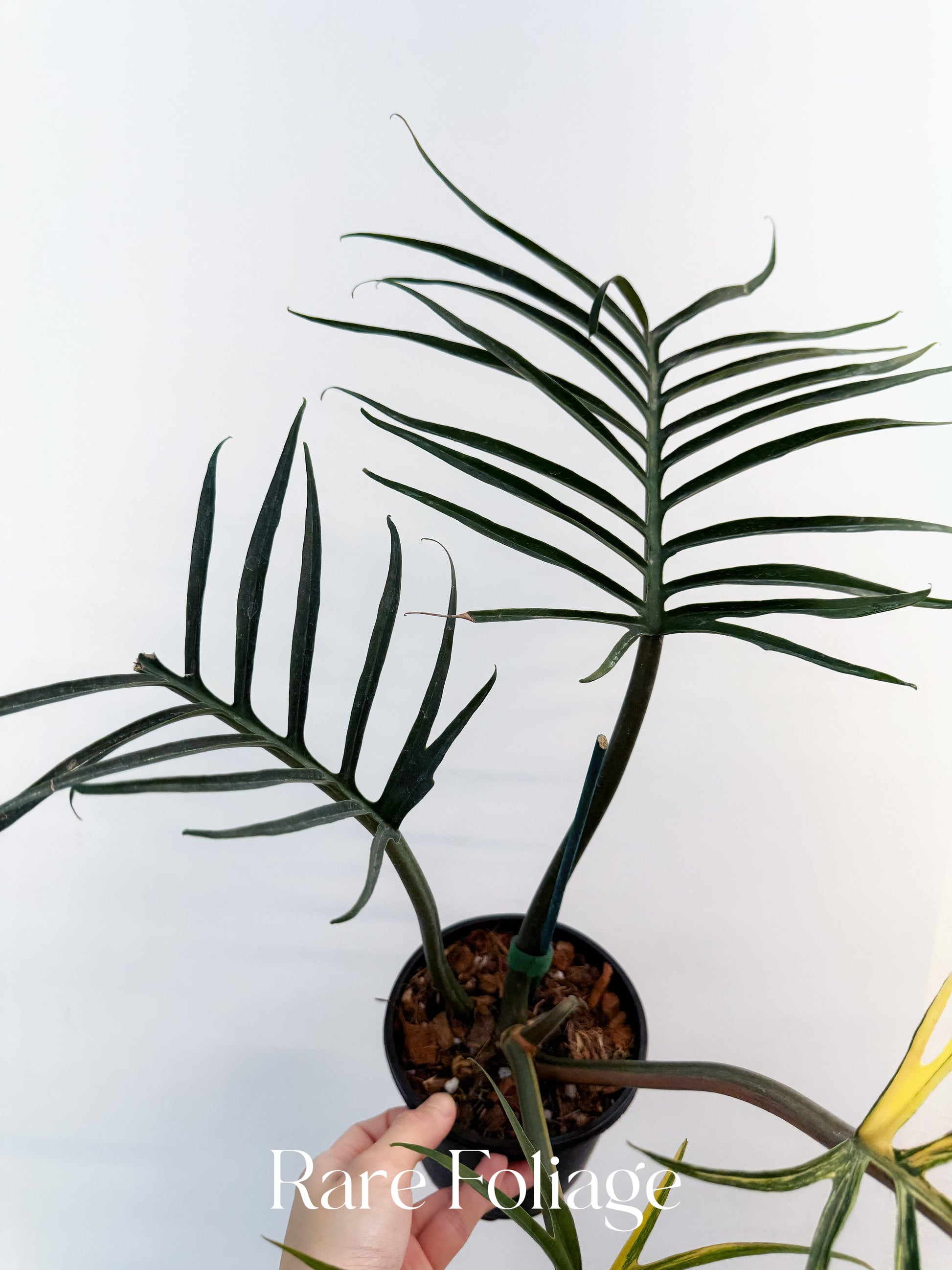 philodendron tortum wide form Philodendron Tortum Variegated 5” Exact Plant
