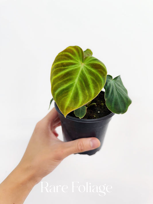Philodendron Verrucosum 4"