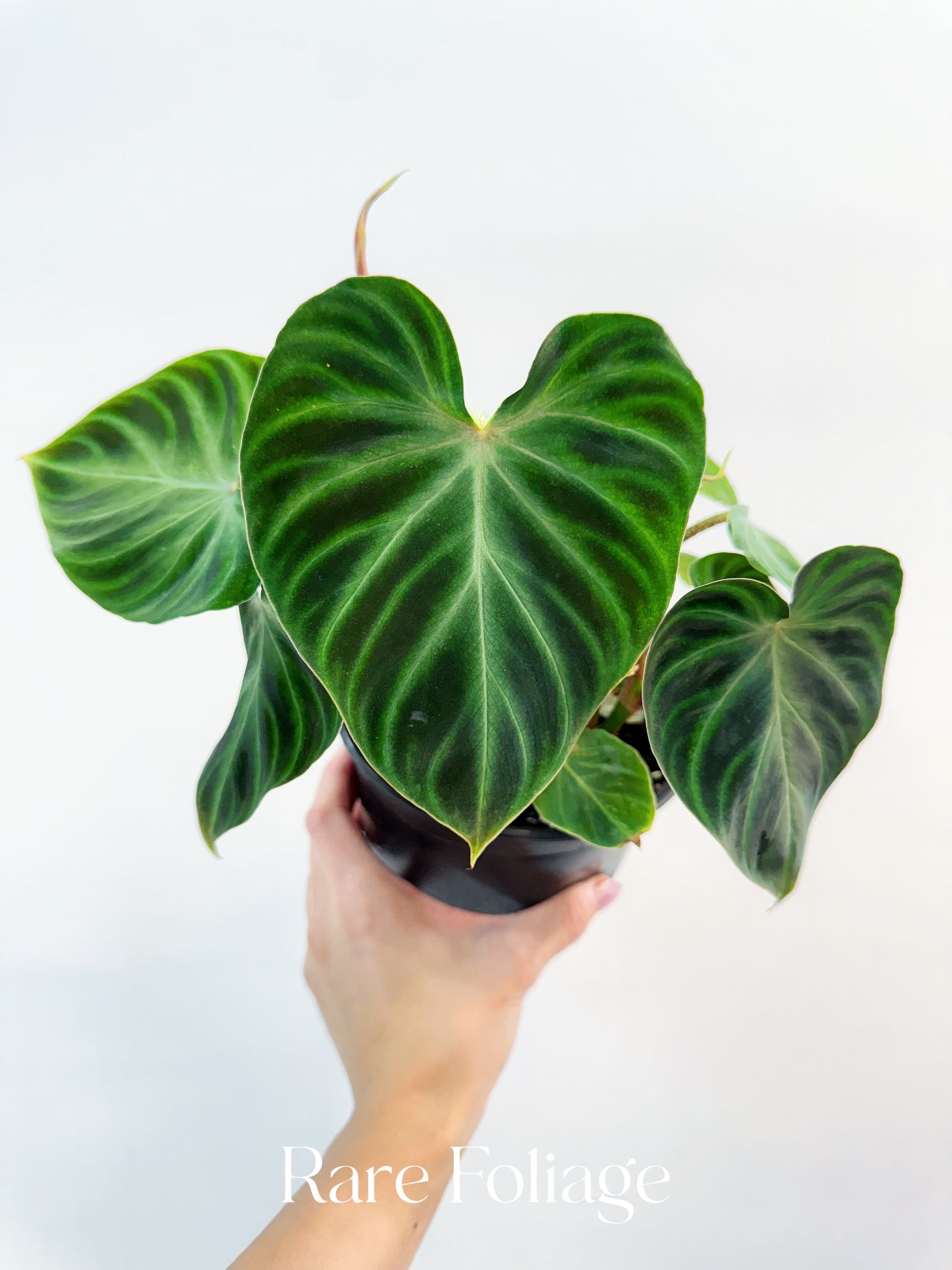 Philodendron Verrucosum 6"