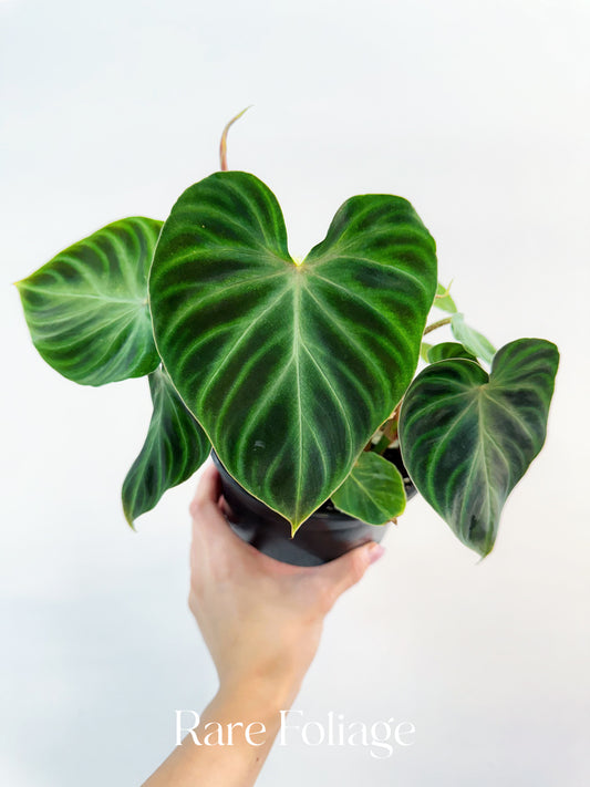 Philodendron Verrucosum 6"