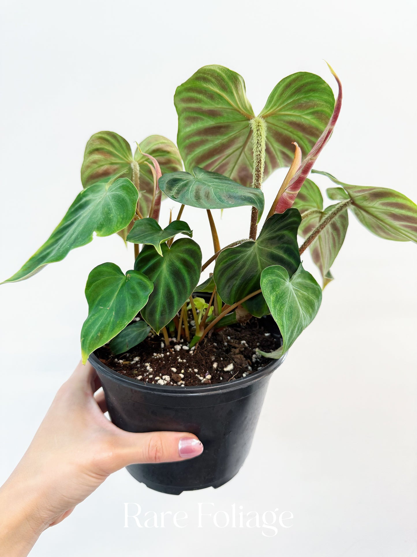 Philodendron Verrucosum 6"
