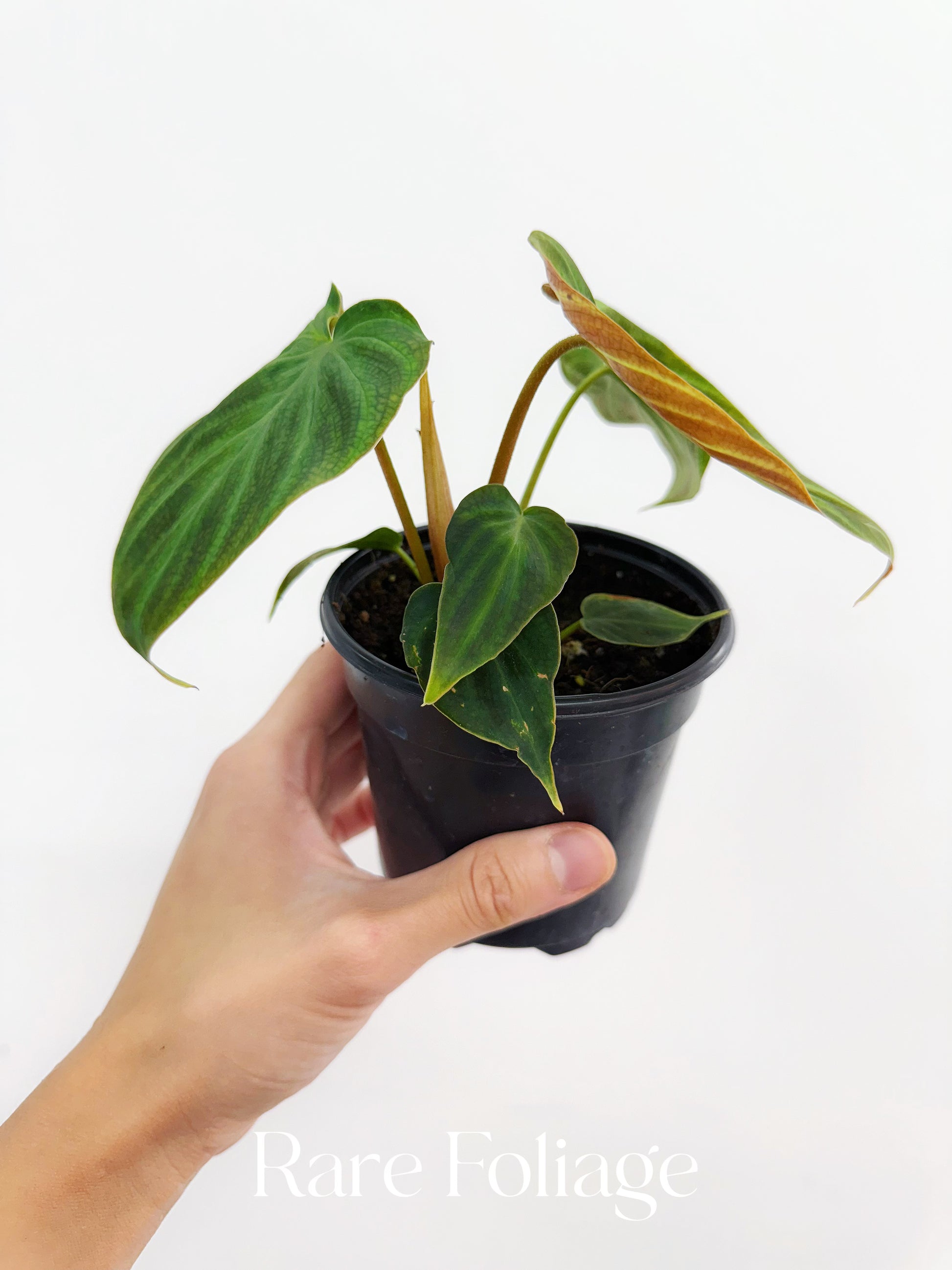 philodendron verrucosum fantasy Philodendron Verrucosum 4" – Rare Foliage Plant Co