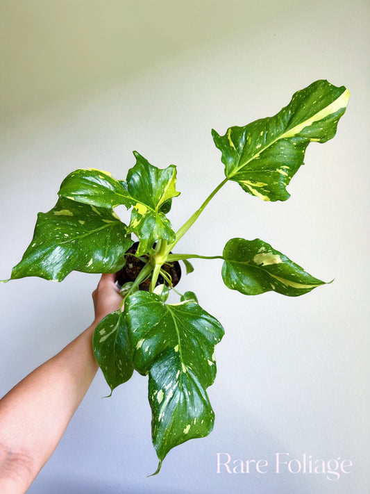 Philodendron Warscewiczii Variegated 4"