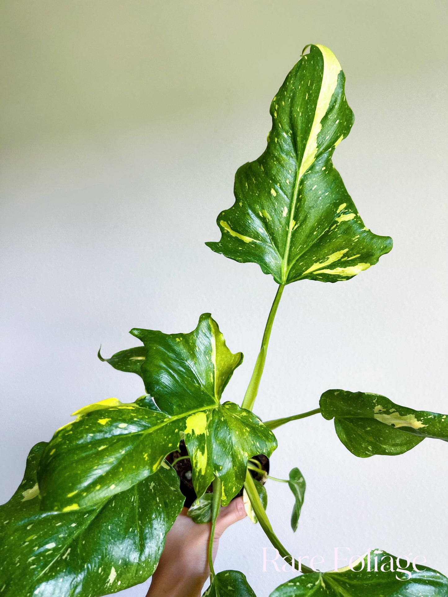 Philodendron Warscewiczii Variegated 4"