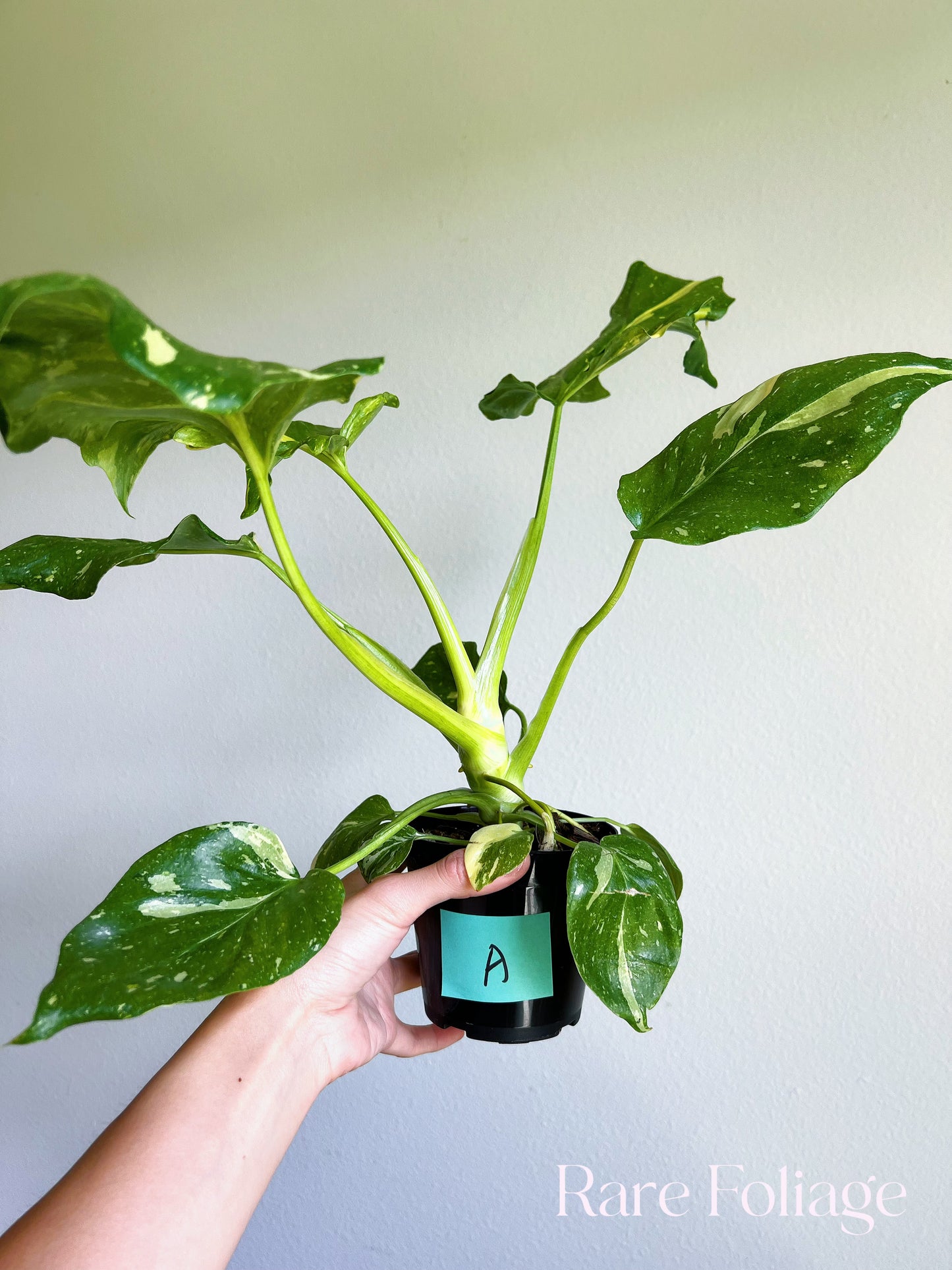 Philodendron Warscewiczii Variegated 4"