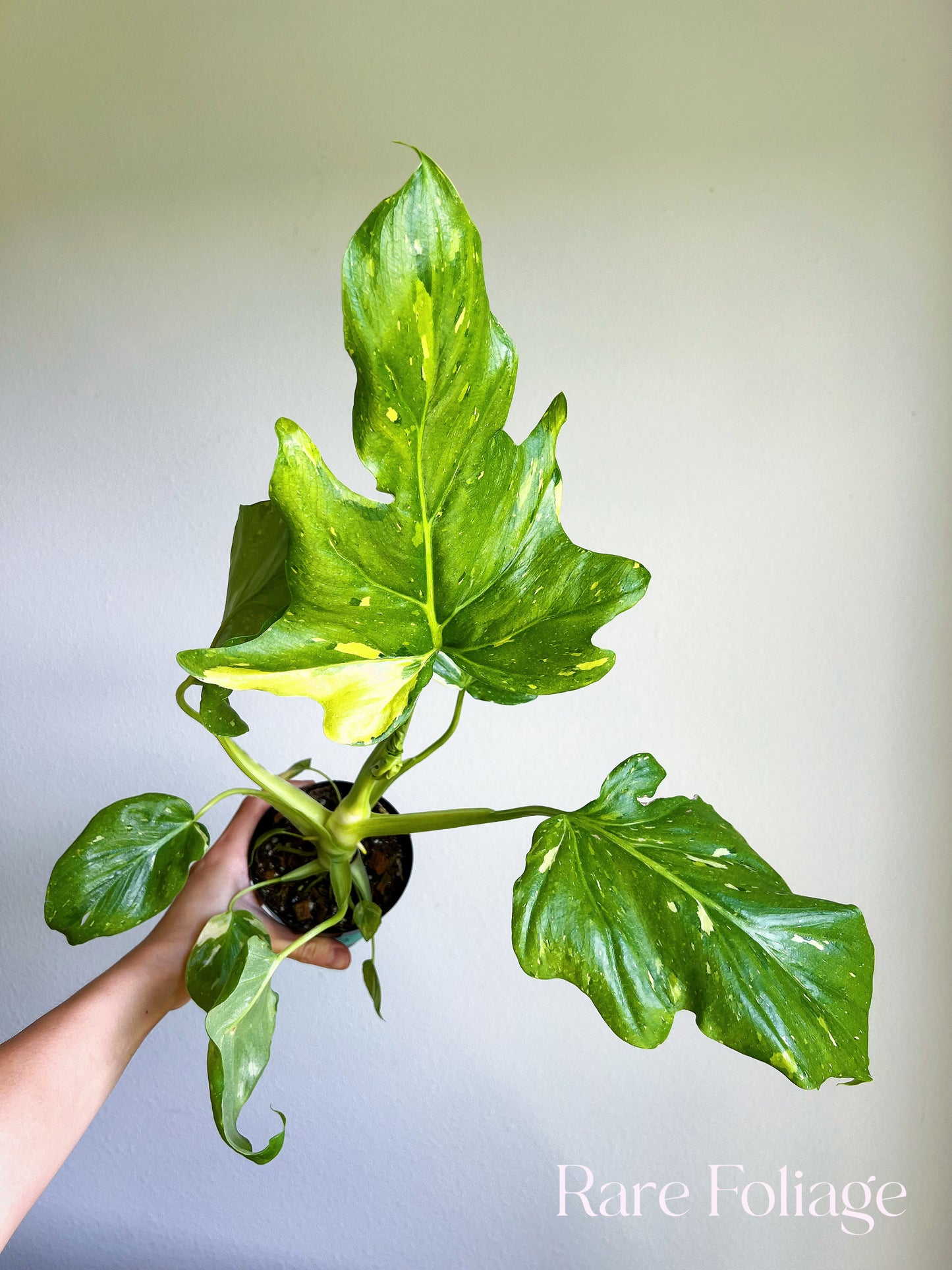 Philodendron Warscewiczii Variegated 4"