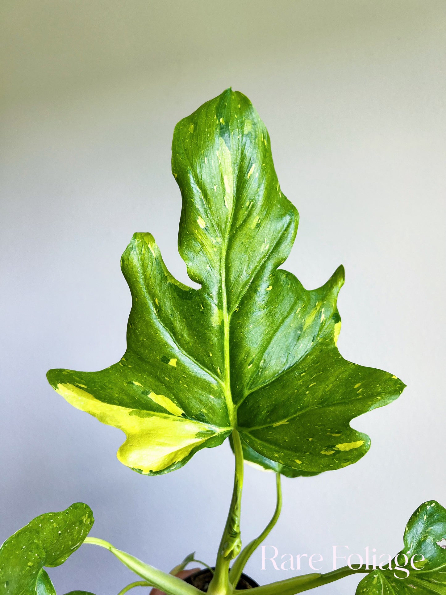 Philodendron Warscewiczii Variegated 4"