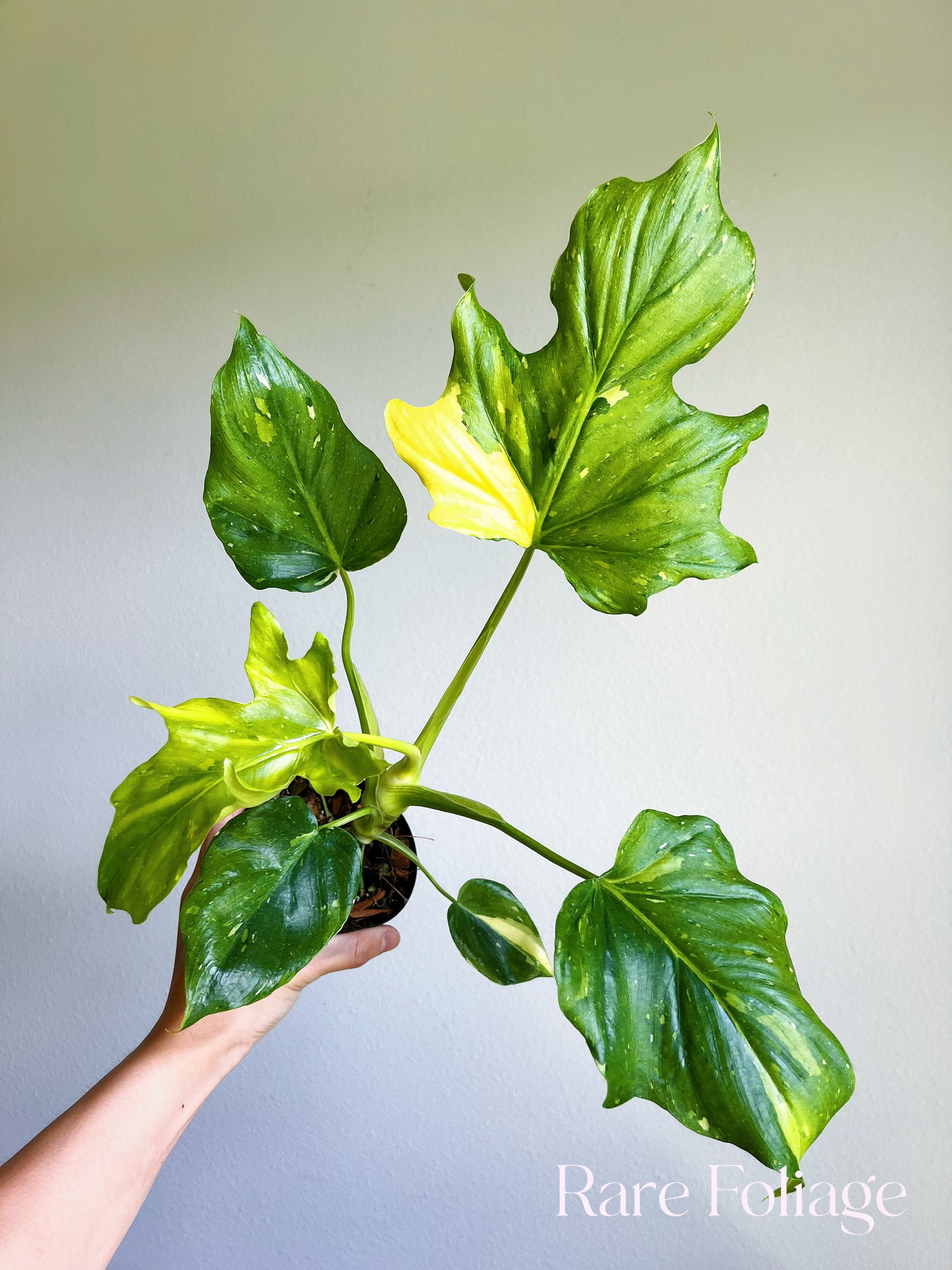 Philodendron Warscewiczii Variegated 4"