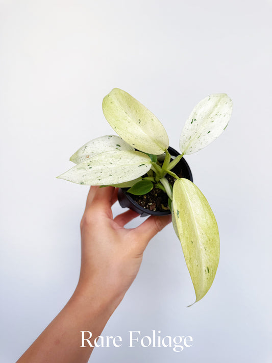 Philodendron Whipple Way 3”
