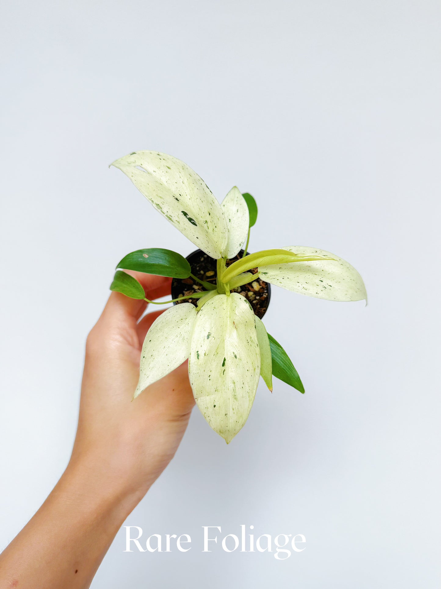 Philodendron Whipple Way 2"