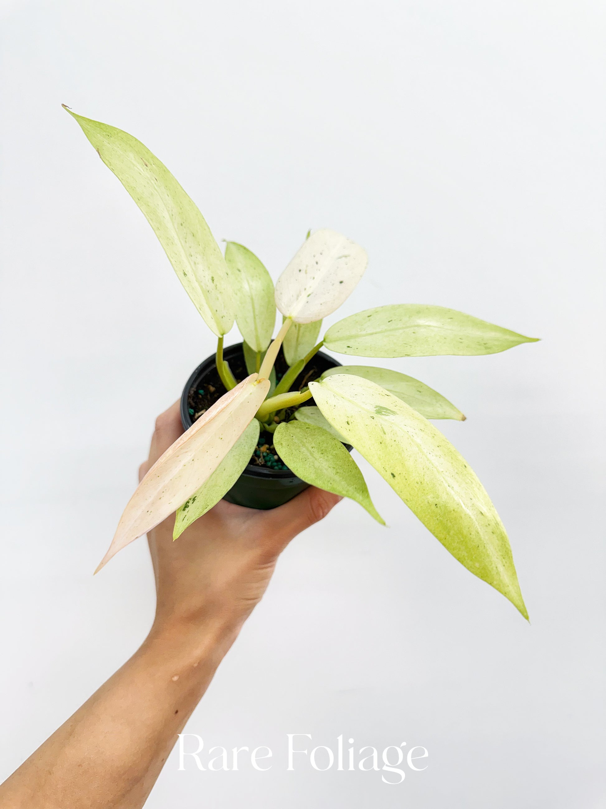 philodendron whipple way ebay Philodendron Whipple Way 4"
