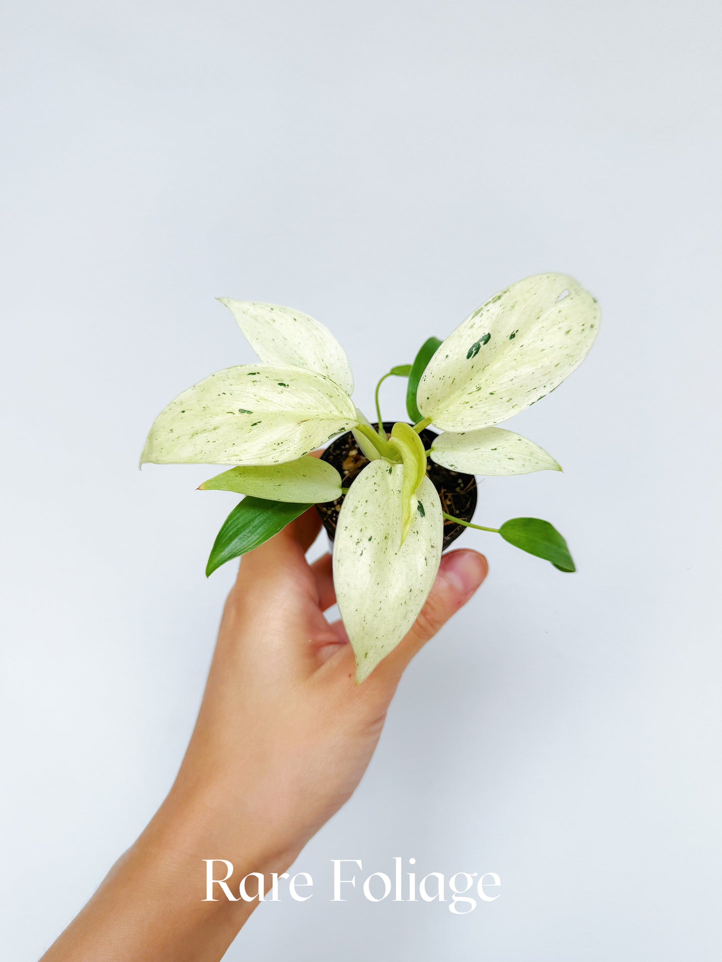 Philodendron Whipple Way 2"