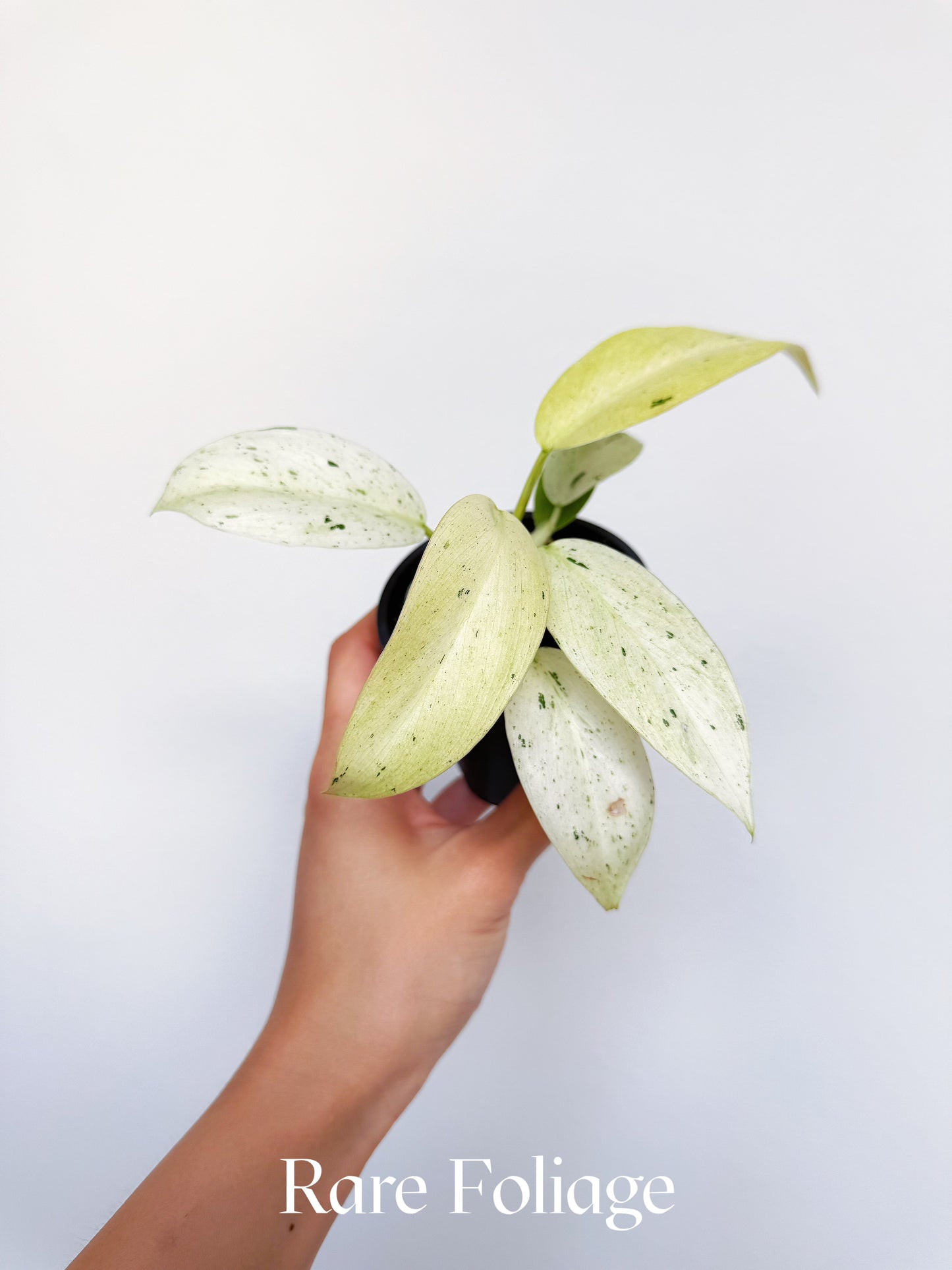 Philodendron Whipple Way 3”