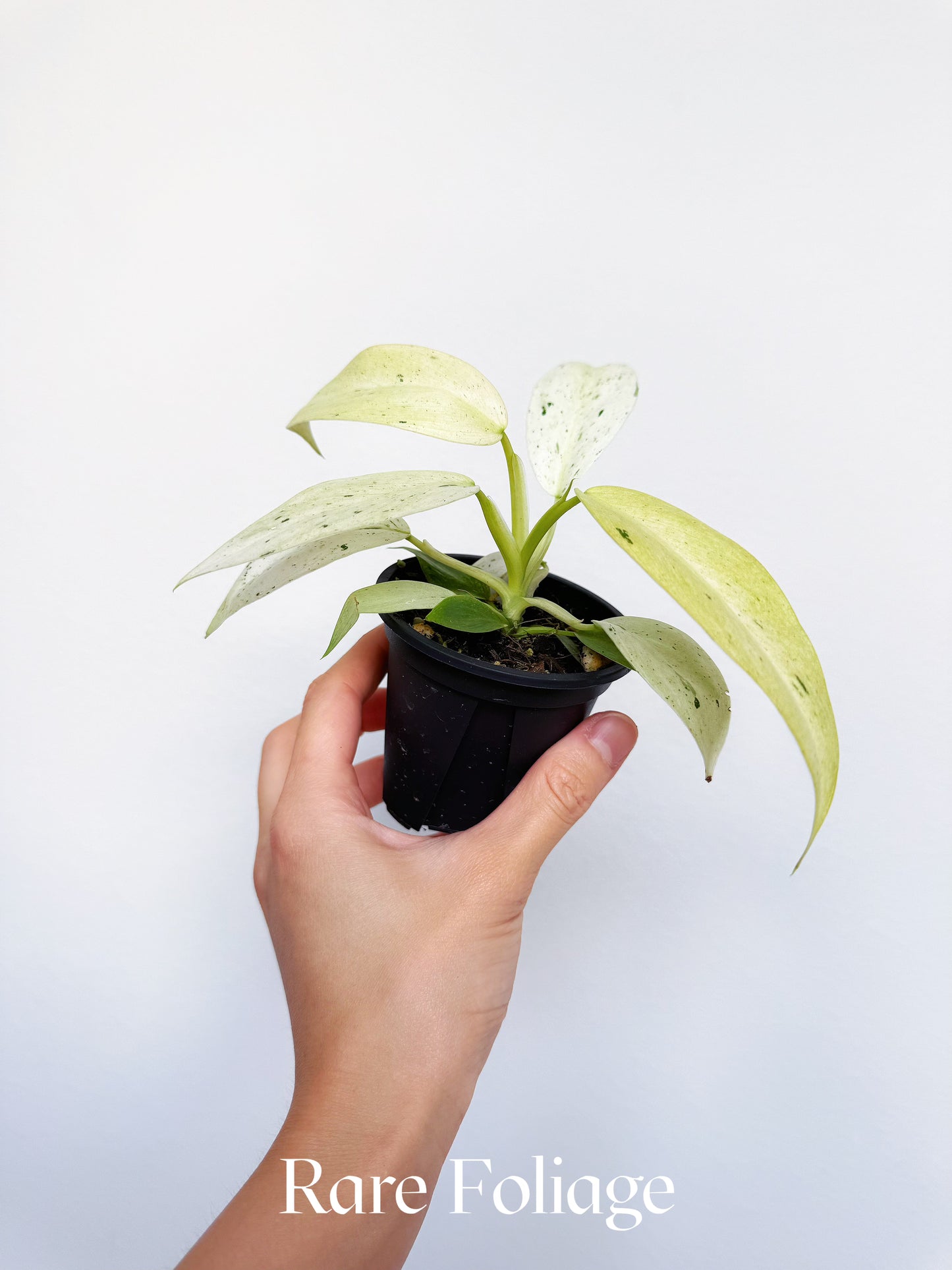 Philodendron Whipple Way 3”