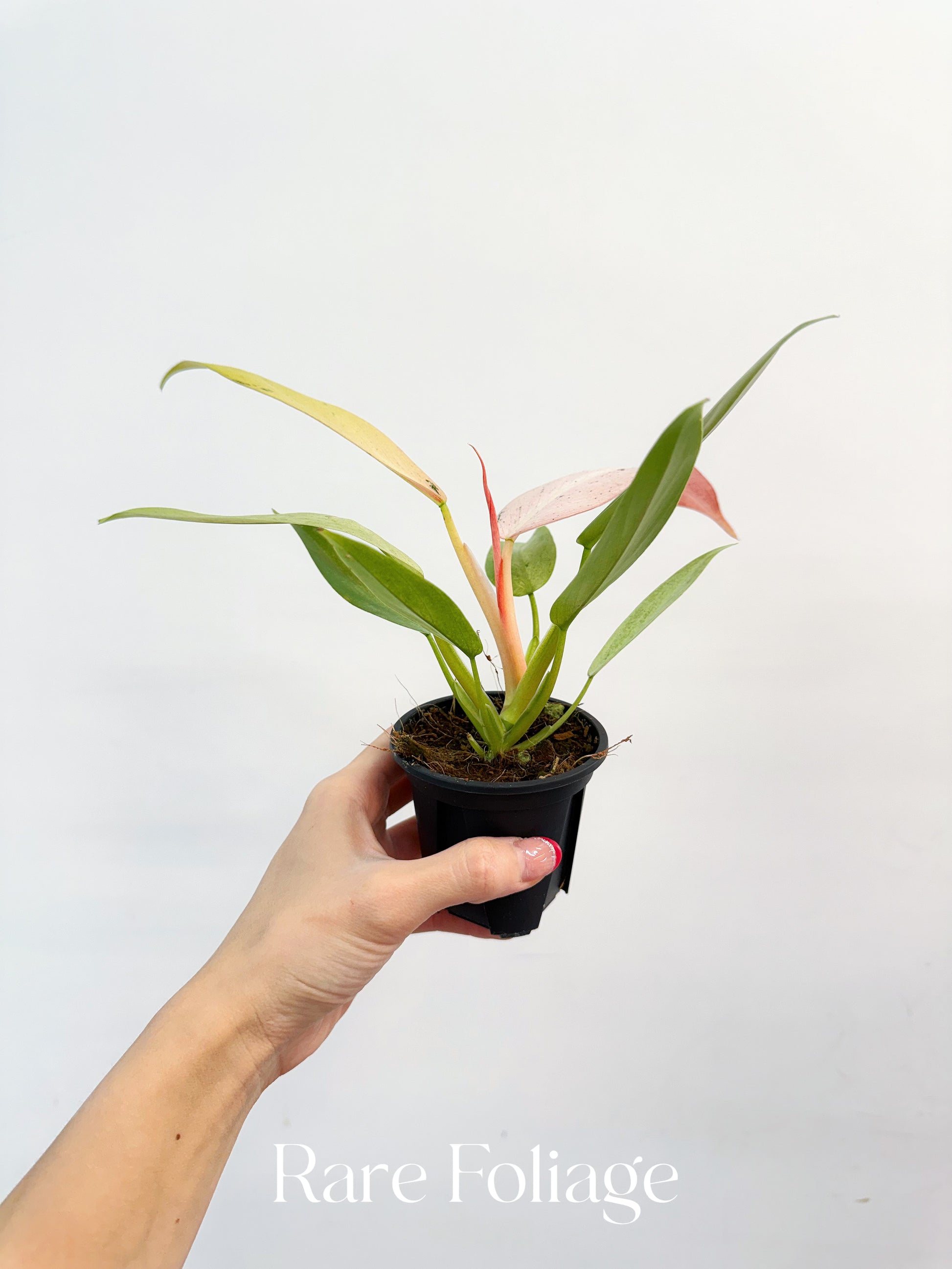 philodendron whipple Philodendron Whipple Way 3” – Rare Foliage Plant Co