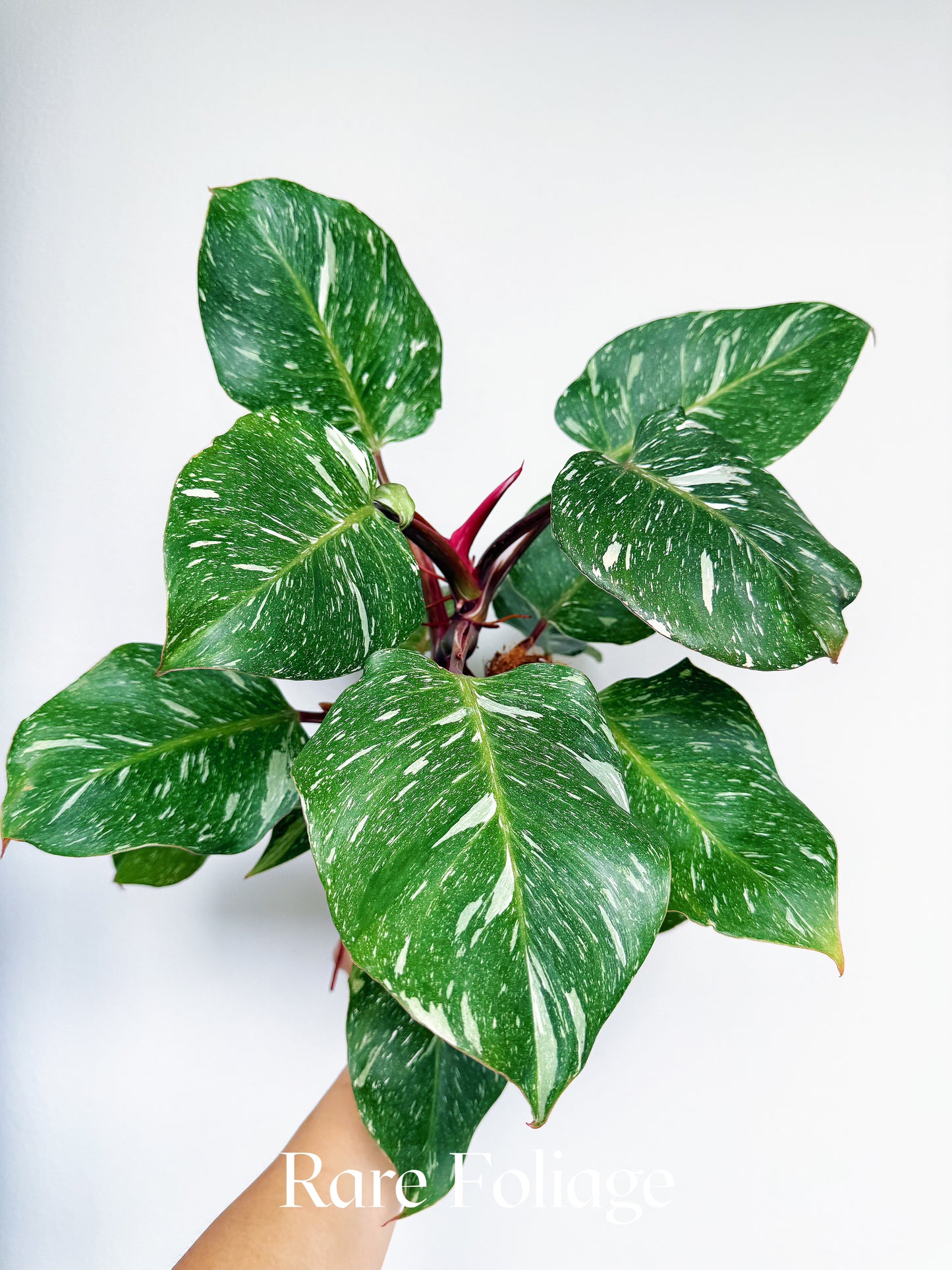 Philodendron White Knight Marble King 6" with Pole