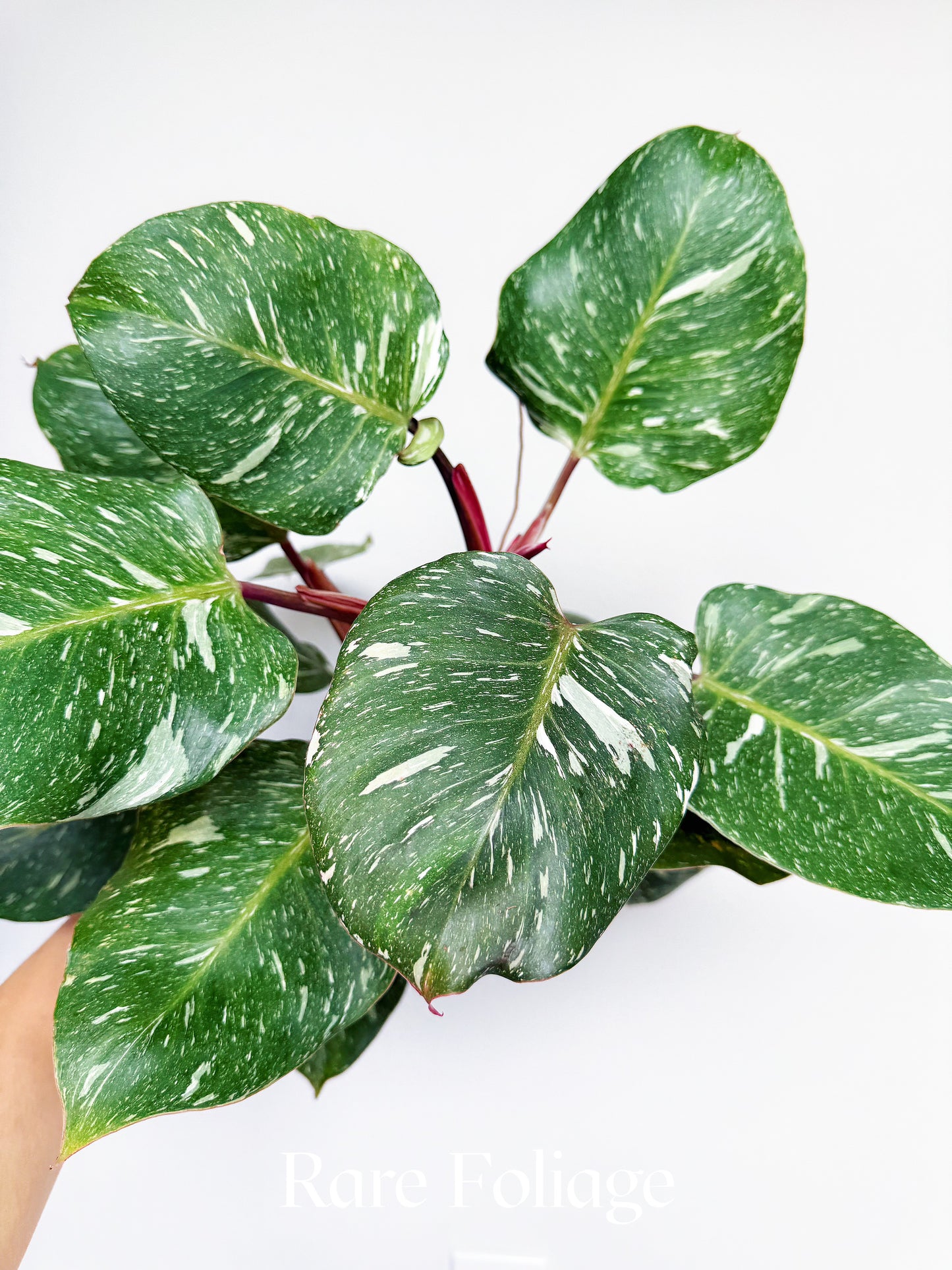 Philodendron White Knight Marble King 6" with Pole