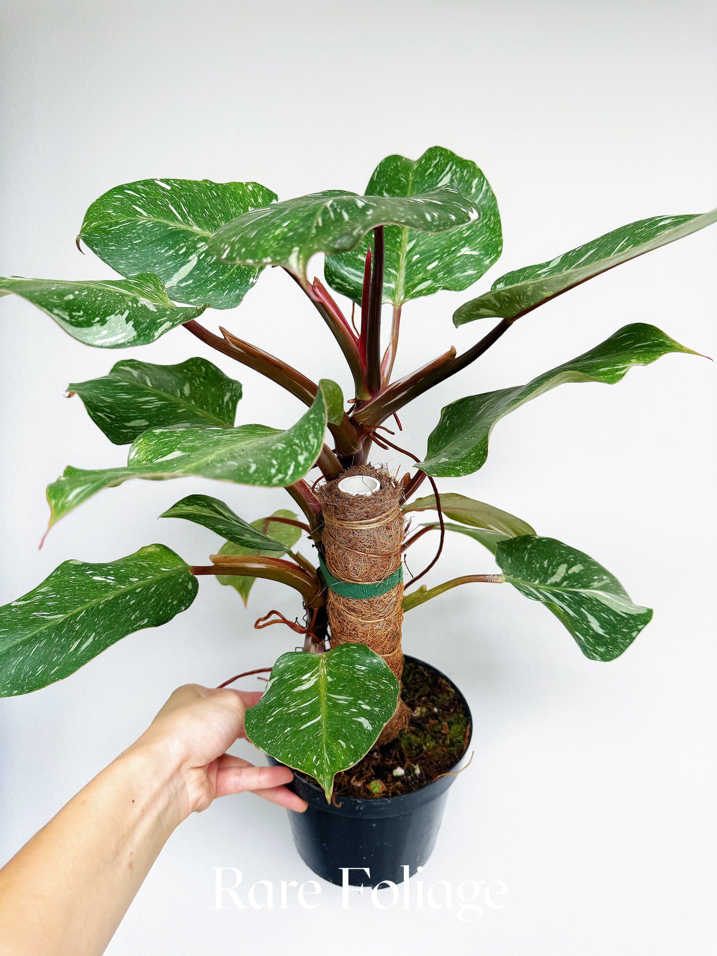 Philodendron White Knight Marble King 6" with Pole
