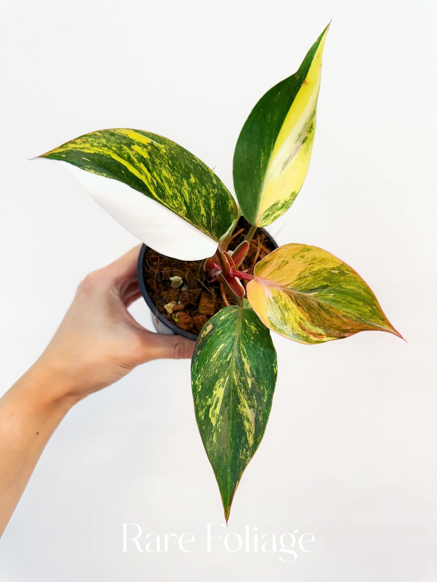 Philodendron White Knight Quadricolor Variegated 4” Exact Plant