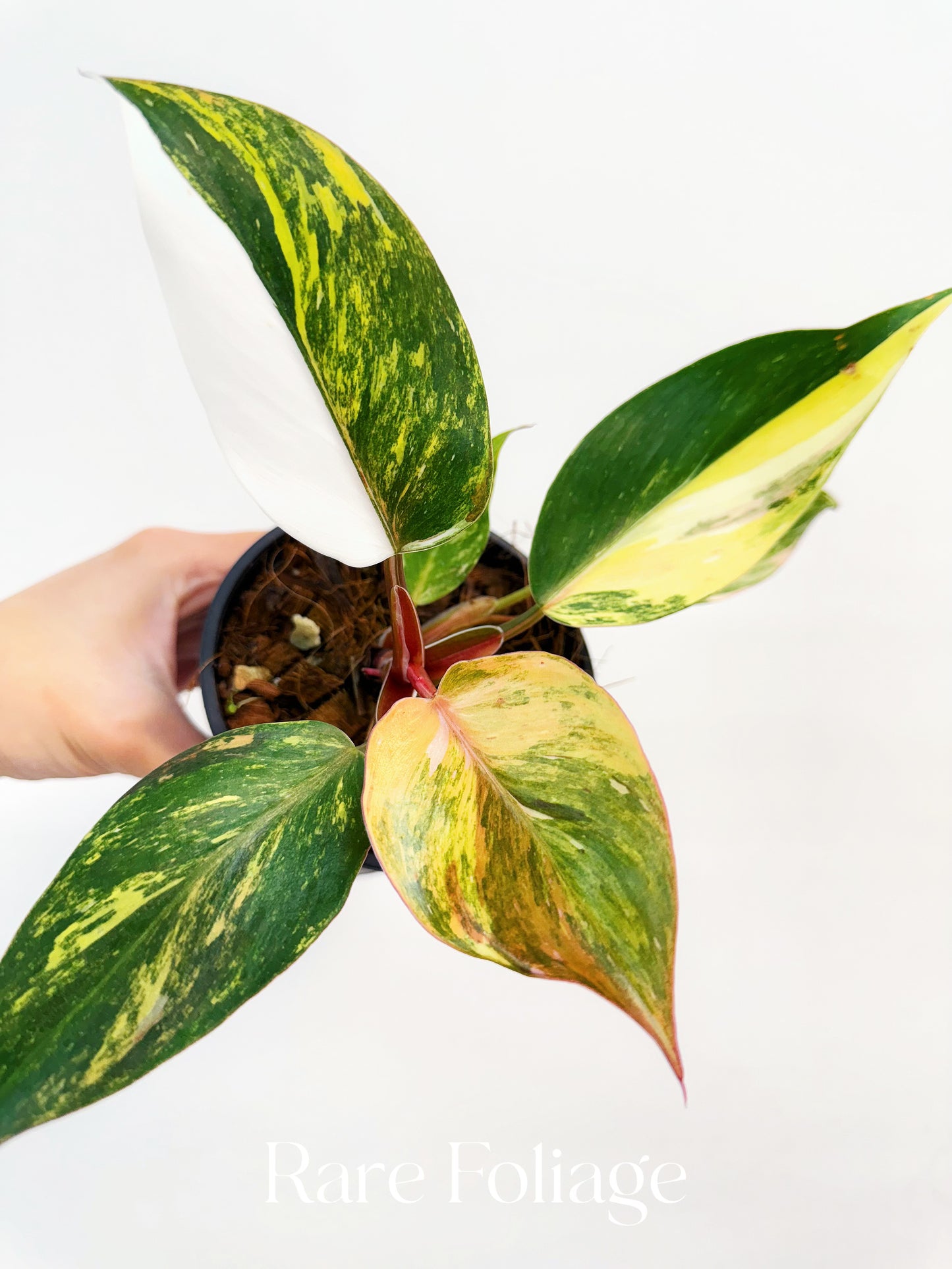 Philodendron White Knight Quadricolor Variegated 4” Exact Plant