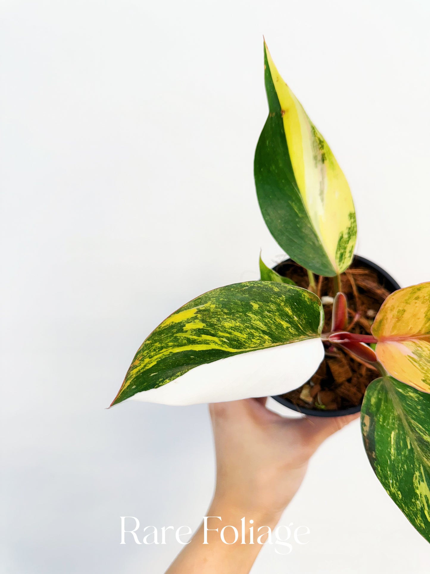 Philodendron White Knight Quadricolor Variegated 4” Exact Plant