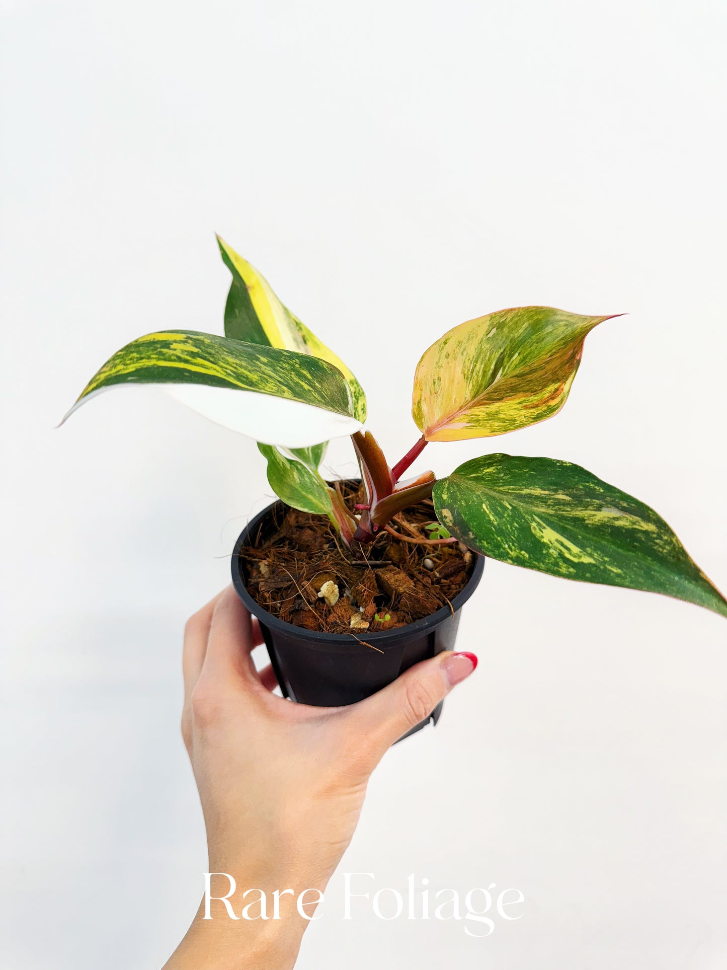 Philodendron White Knight Quadricolor Variegated 4” Exact Plant