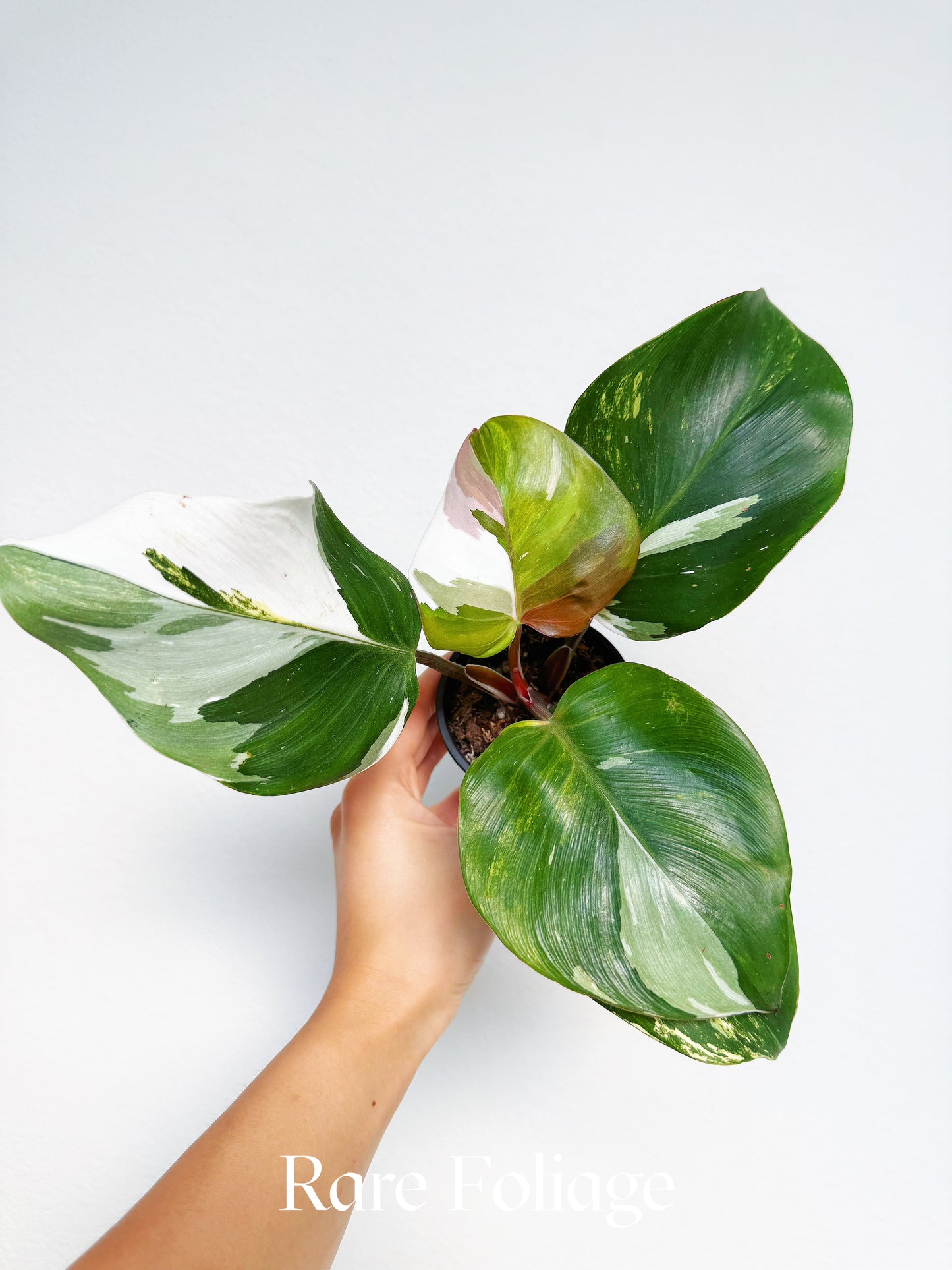 Philodendron White Knight Quadcolor Variegated 3” Exact Plant