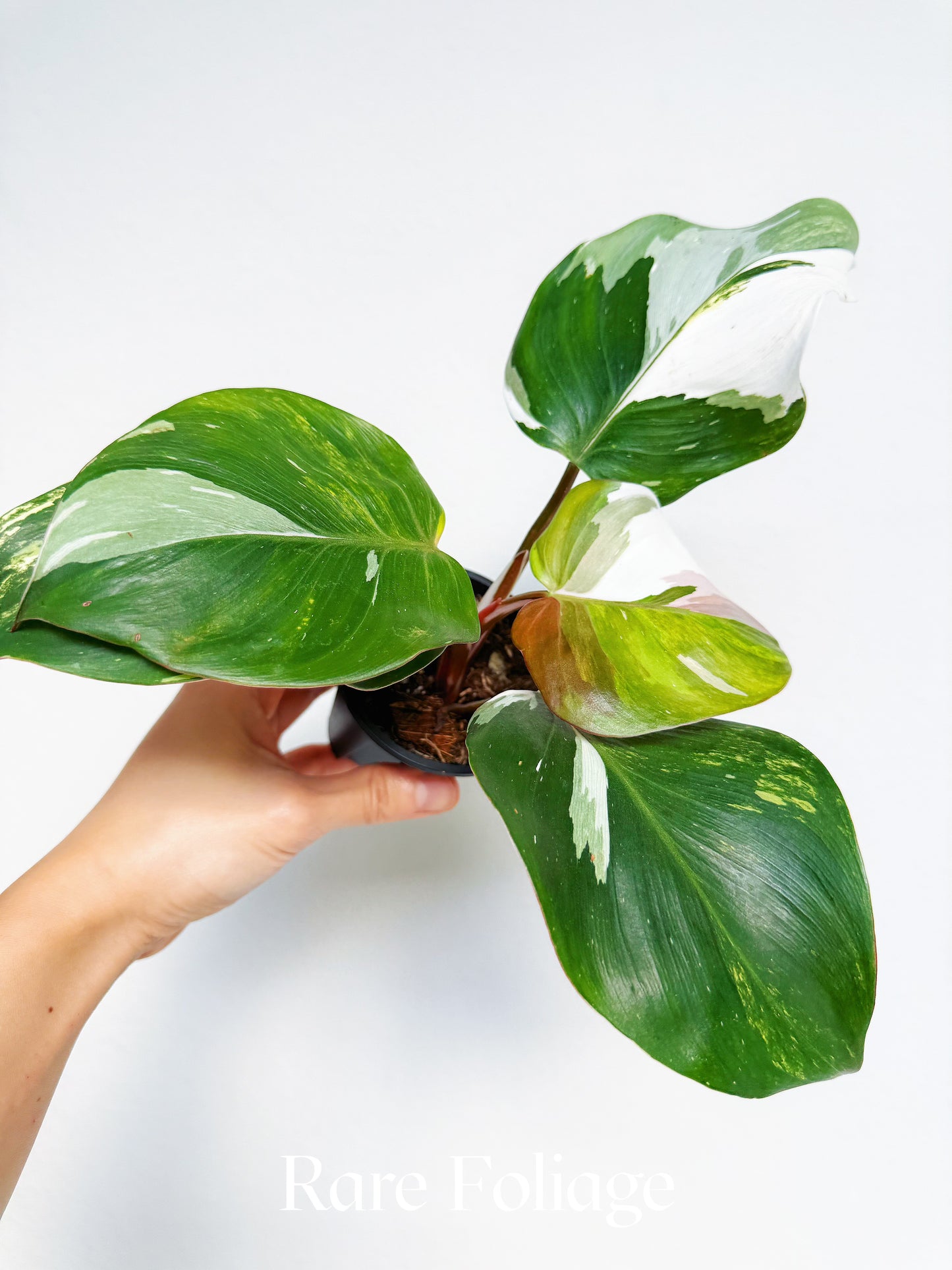 Philodendron White Knight Quadcolor Variegated 3” Exact Plant