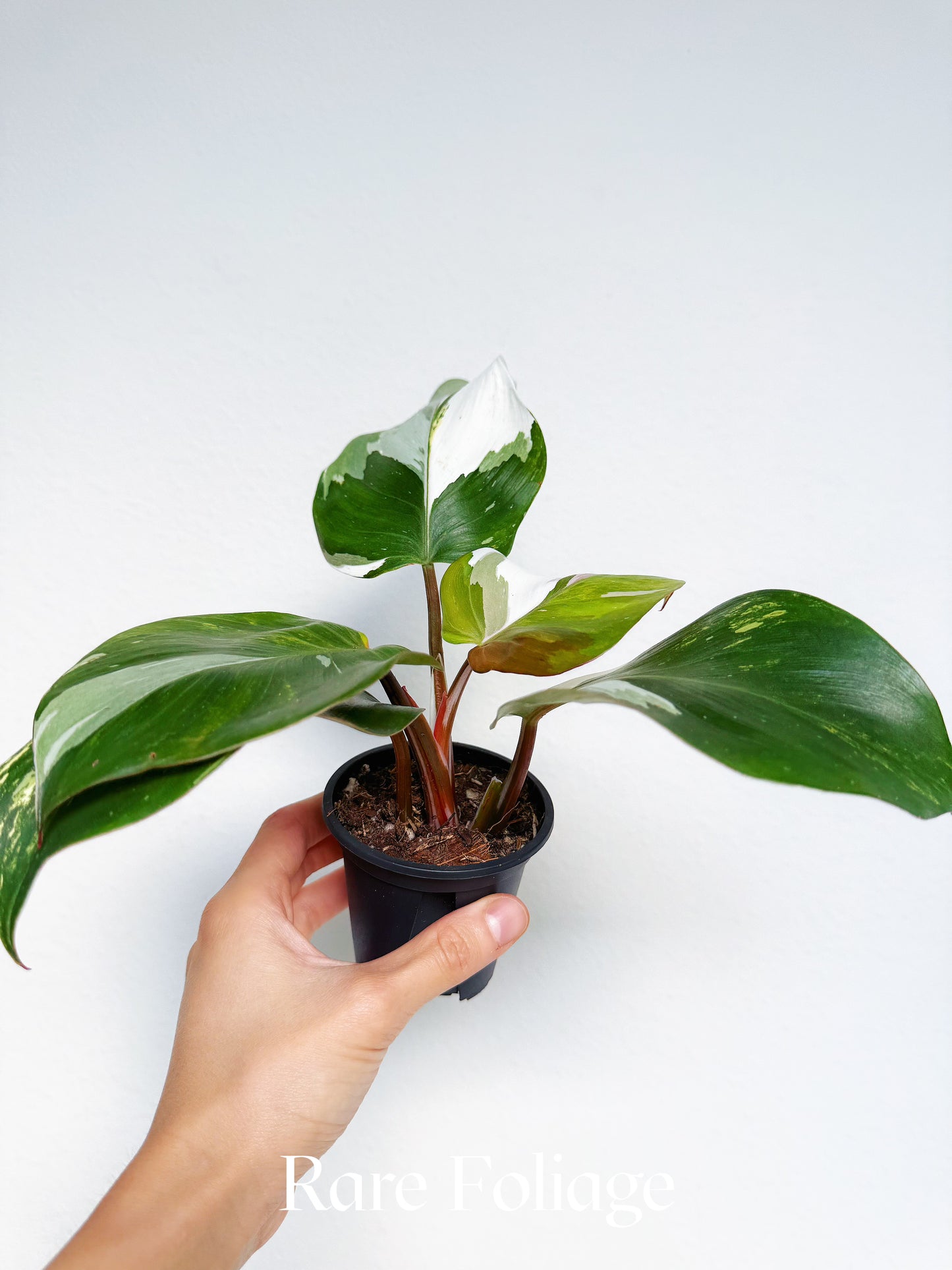 Philodendron White Knight Quadcolor Variegated 3” Exact Plant