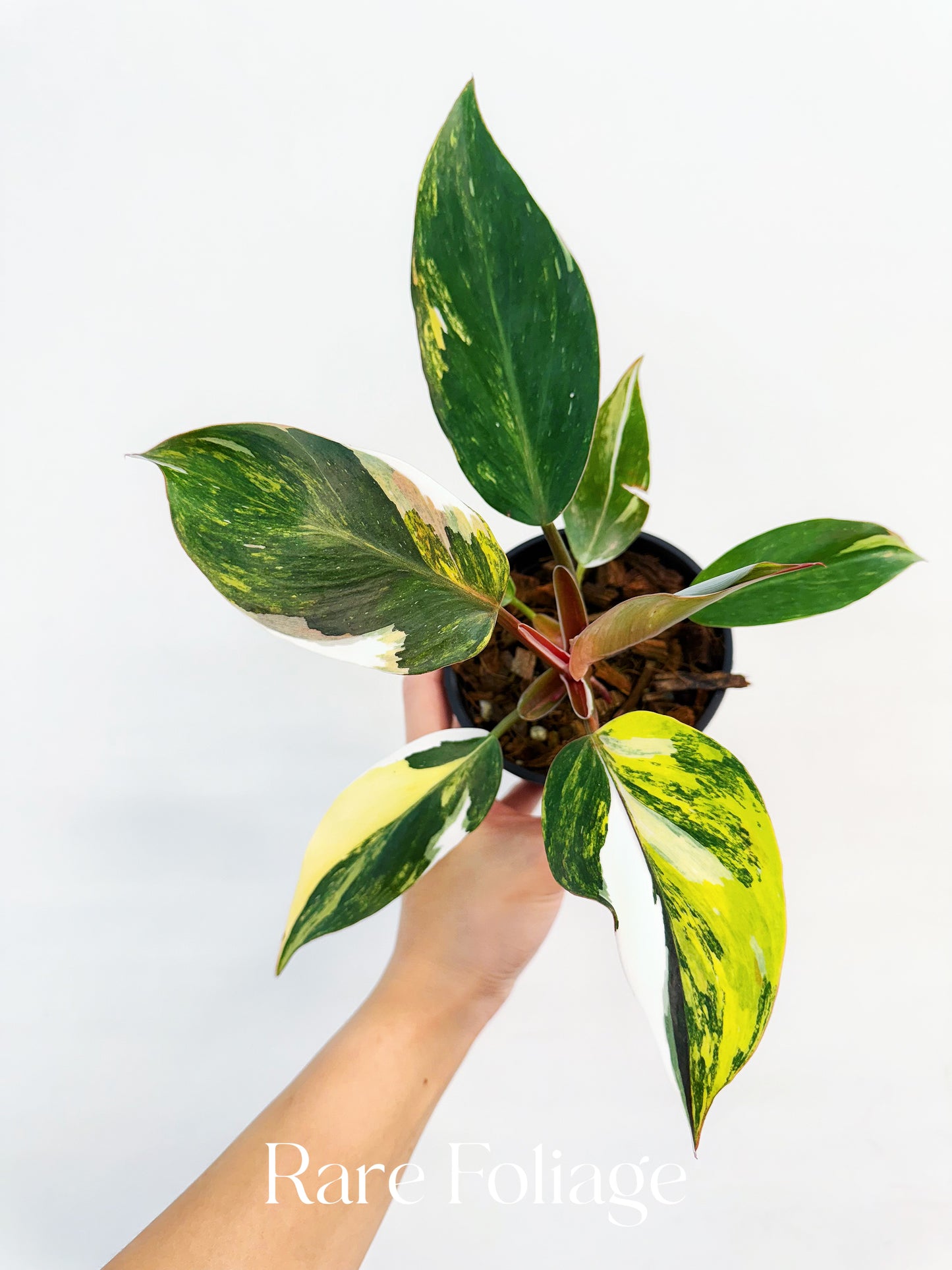 Philodendron White Knight Tricolor Variegated 4” Exact Plant