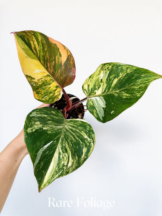 Philodendron White Knight Tricolor Variegated 3” Exact Plant