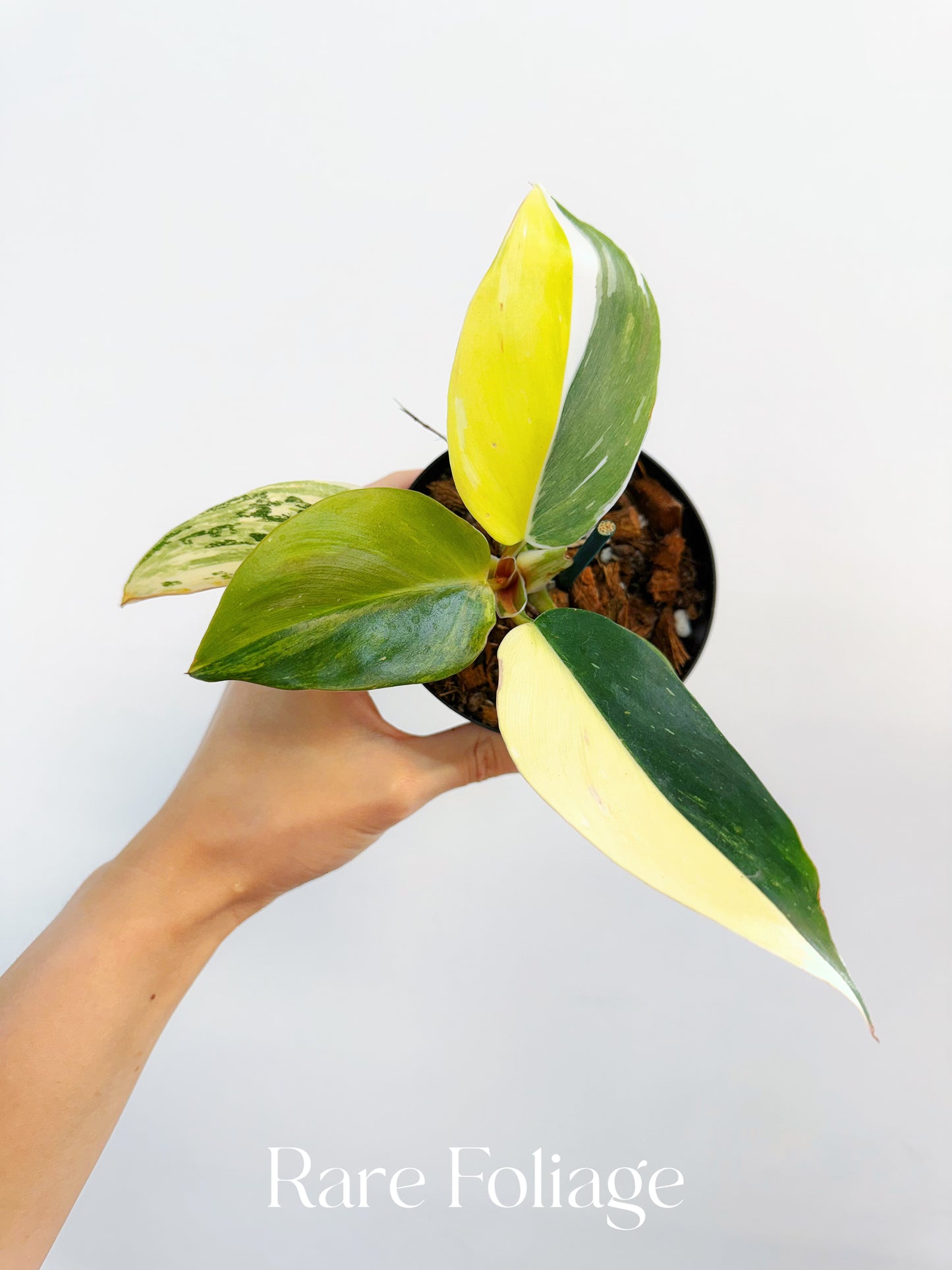 Philodendron White Knight Tricolor 4” Exact Plant