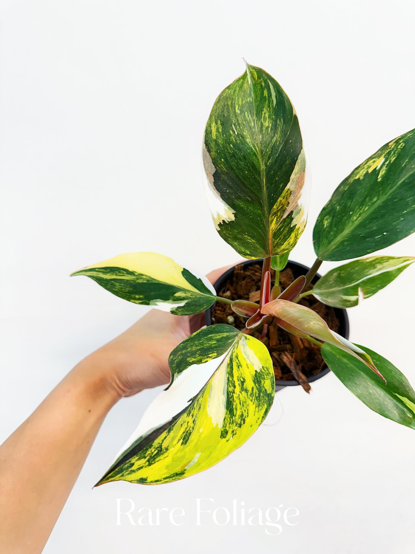 Philodendron White Knight Tricolor Variegated 4” Exact Plant