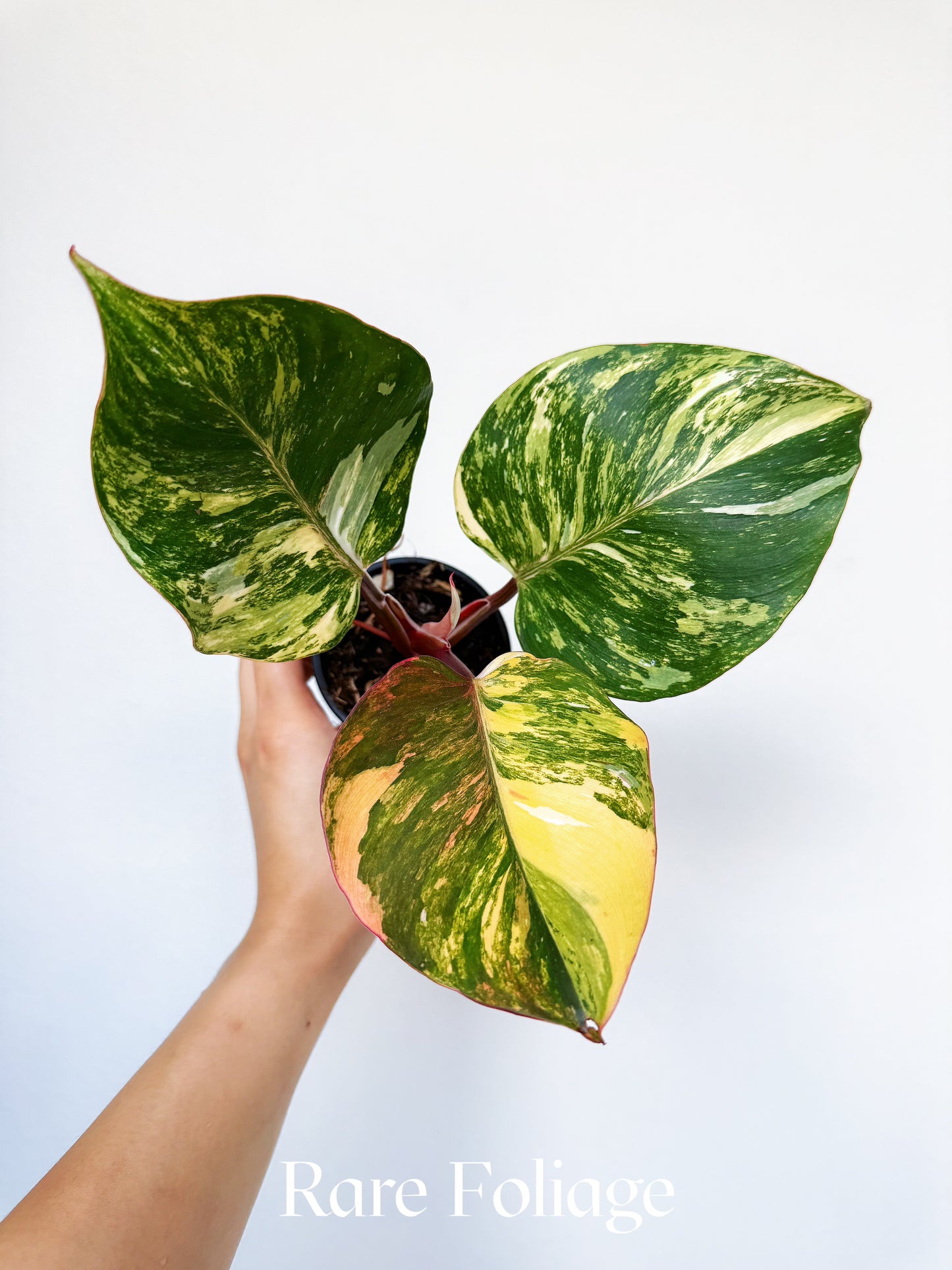 Philodendron White Knight Tricolor Variegated 3” Exact Plant