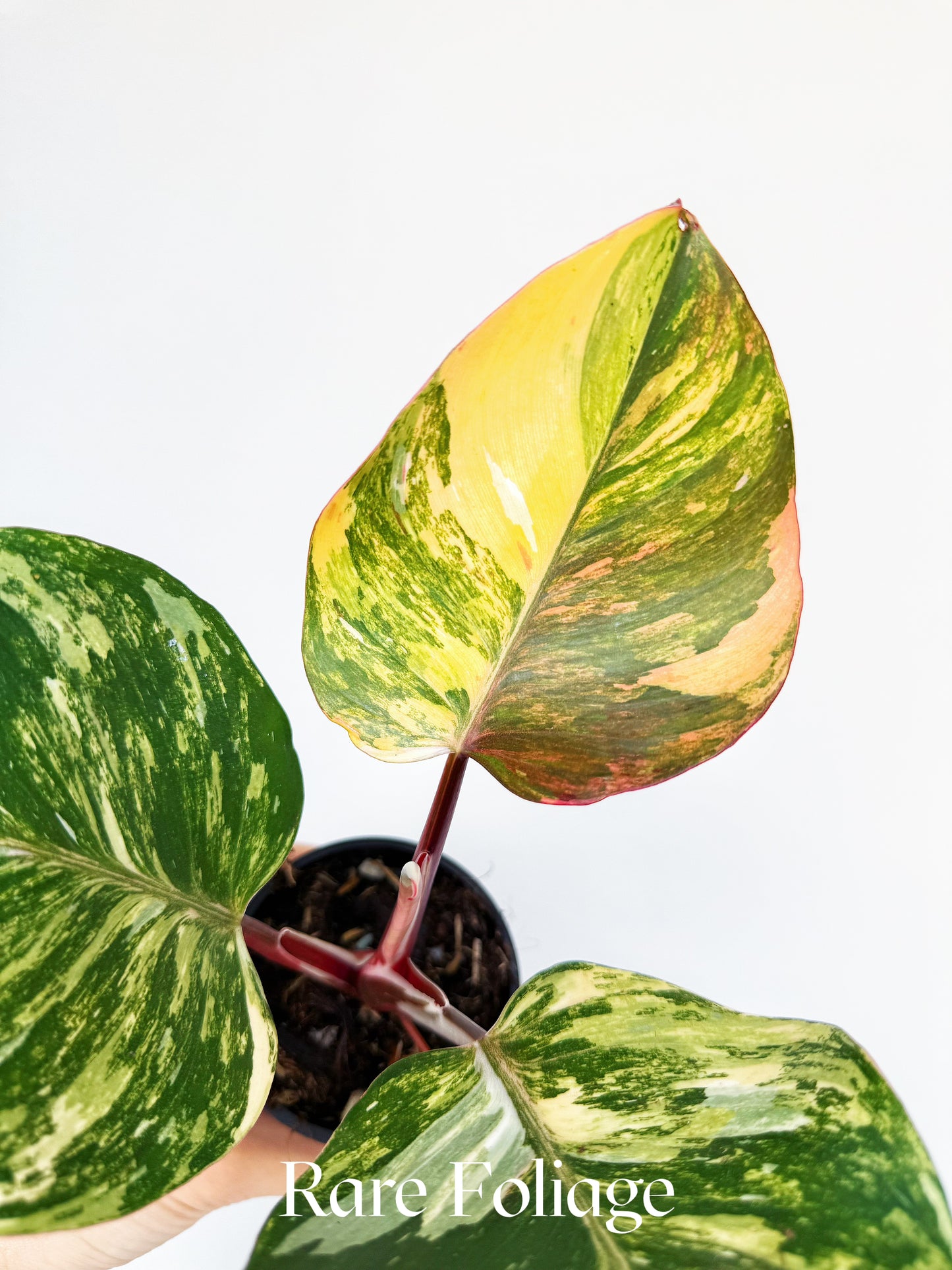 Philodendron White Knight Tricolor Variegated 3” Exact Plant