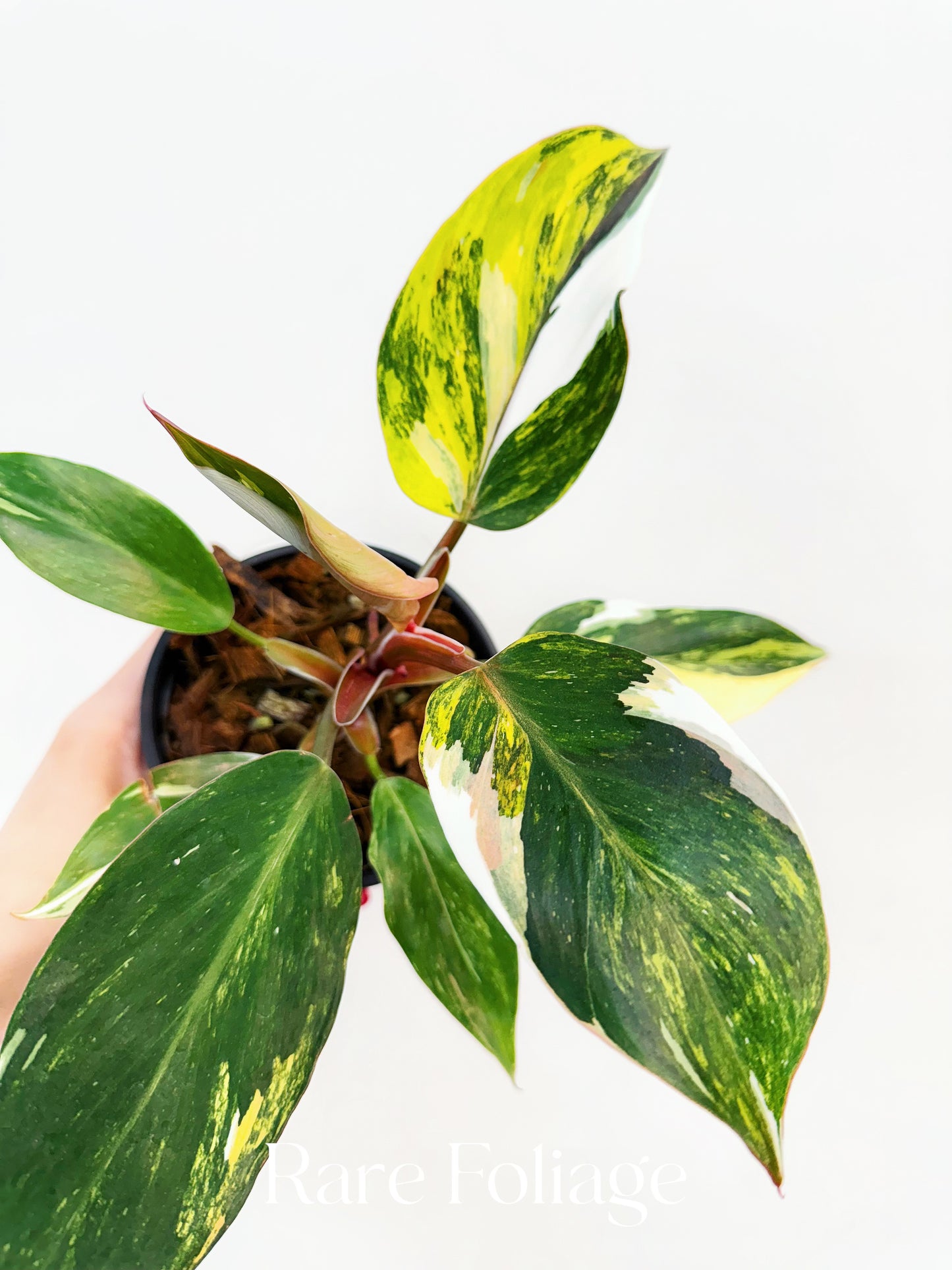 Philodendron White Knight Tricolor Variegated 4” Exact Plant