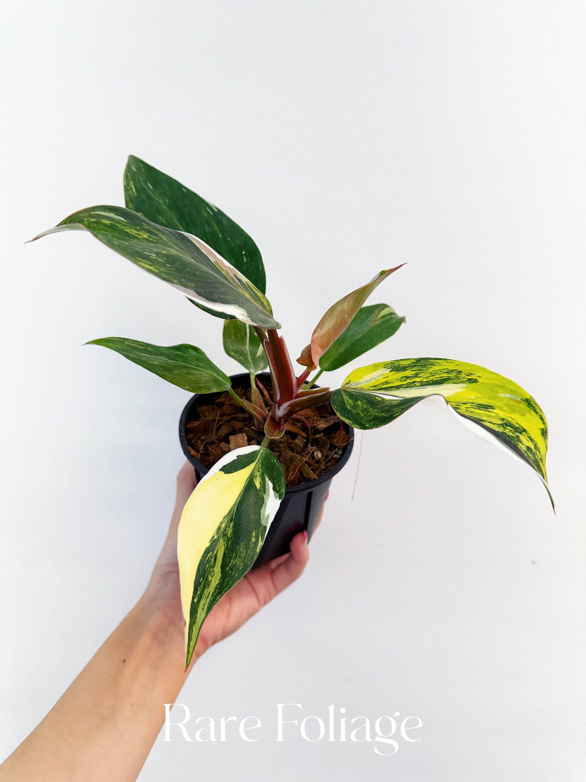 philodendron white knight Philodendron White Knight Tricolor Variegated 4” Exact Plant – Rare Foliage Plant Co